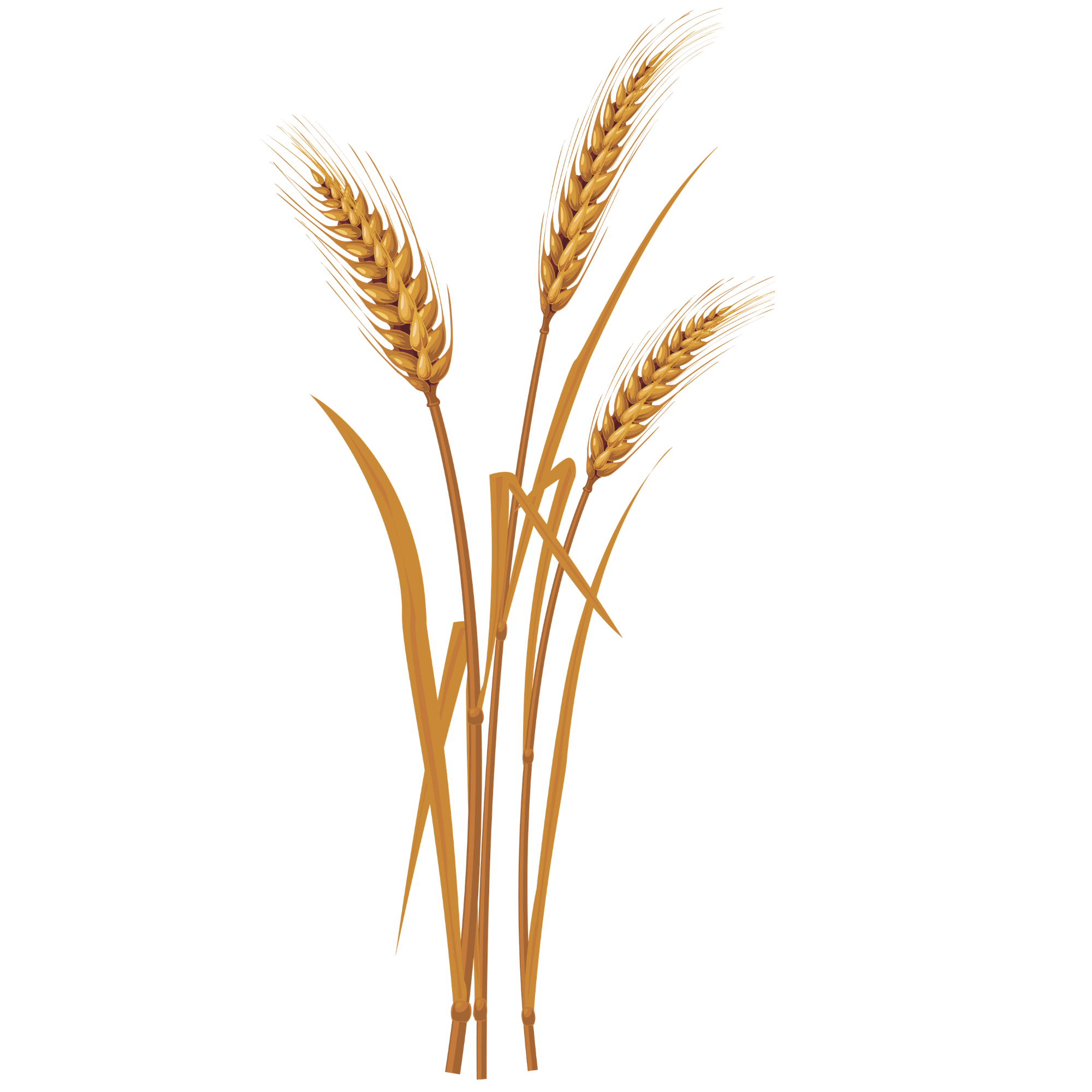 Illustration of wheat stalks with golden grains on black background.