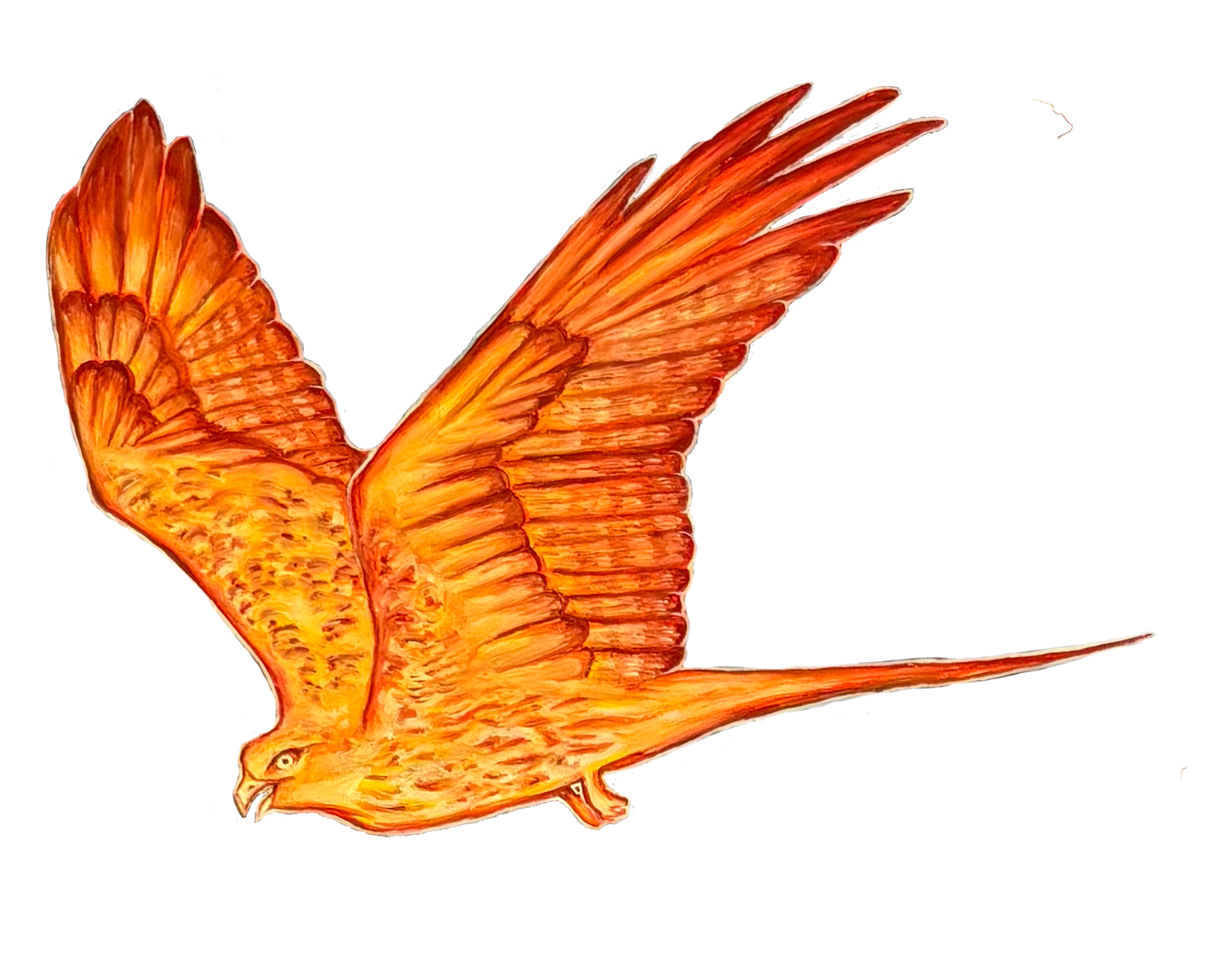An illustration of a pheonix.