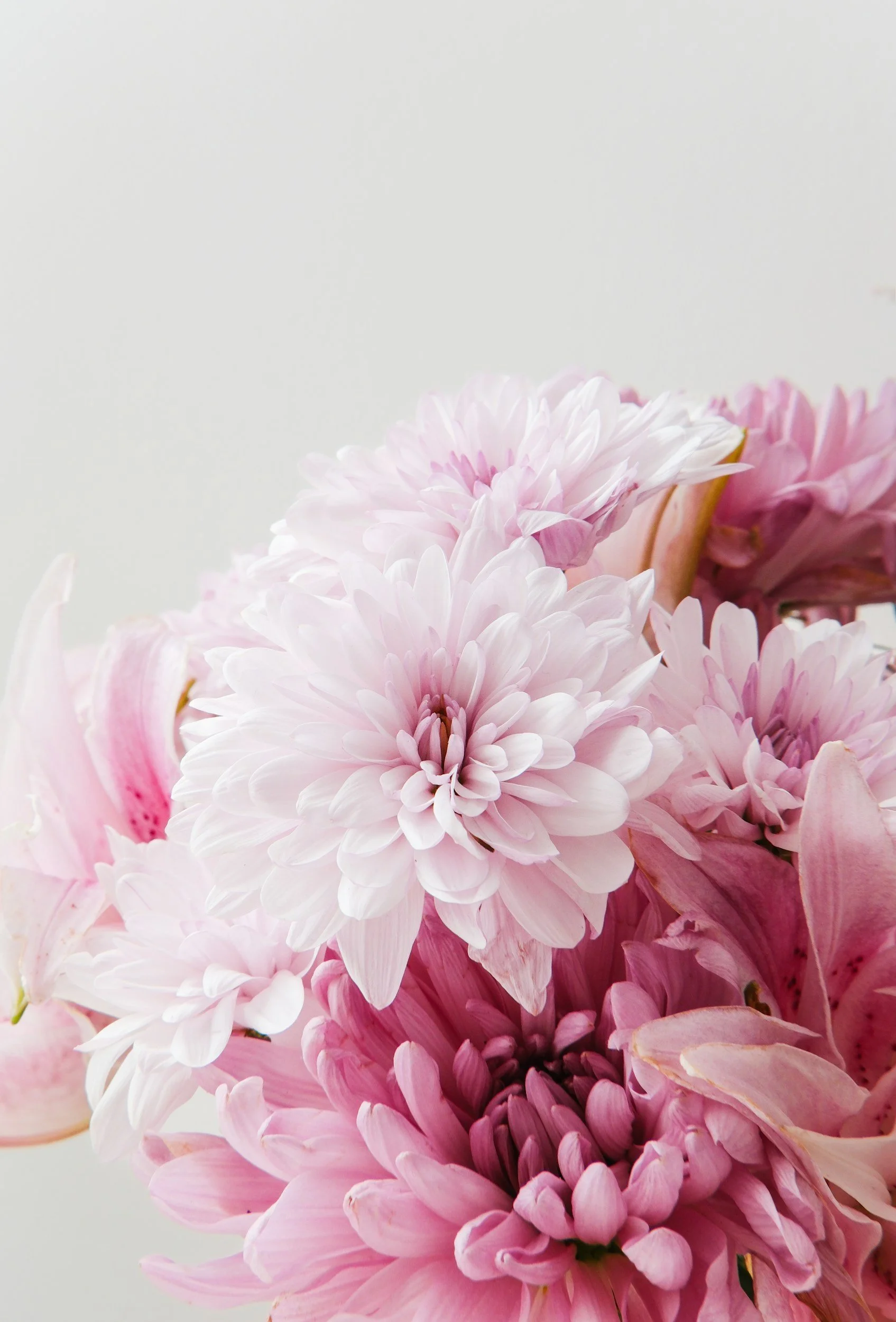 Close-up of pink and white dahlias and lilies against a plain white background.