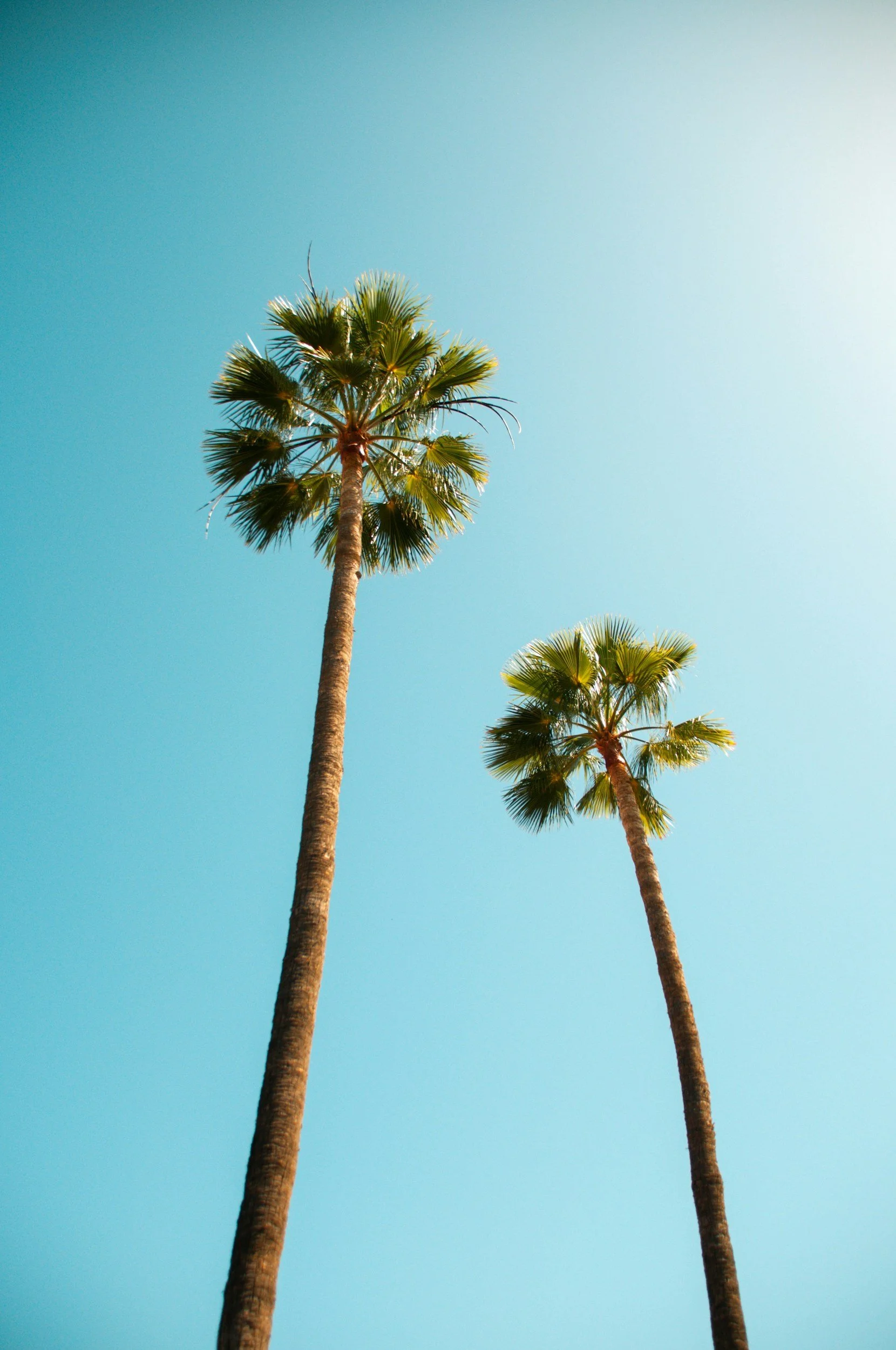 Two tall palm trees with green fronds under a clear blue sky.