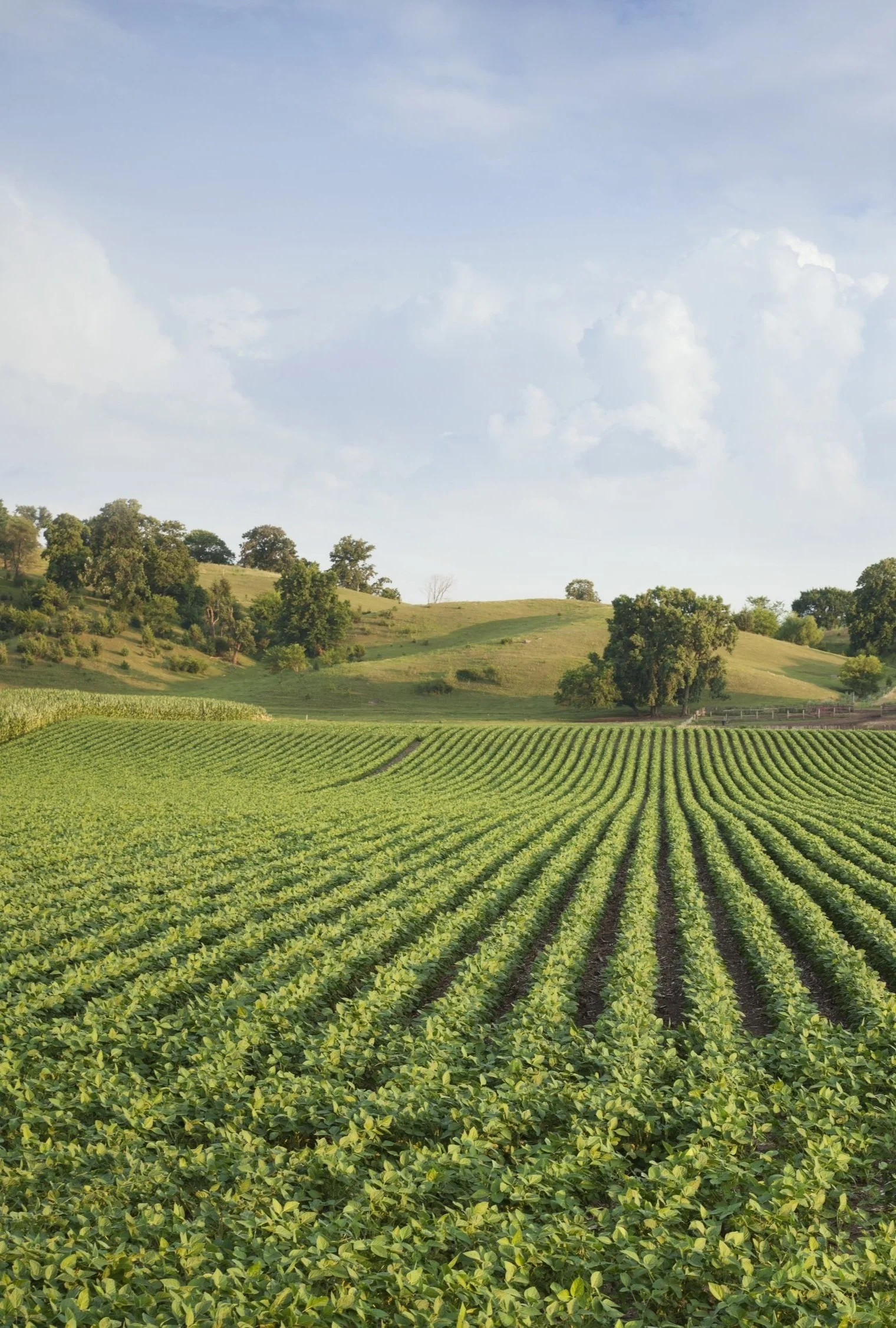 A lush green farm field with rows of crops extending toward a distant hill with trees under a partly cloudy sky.