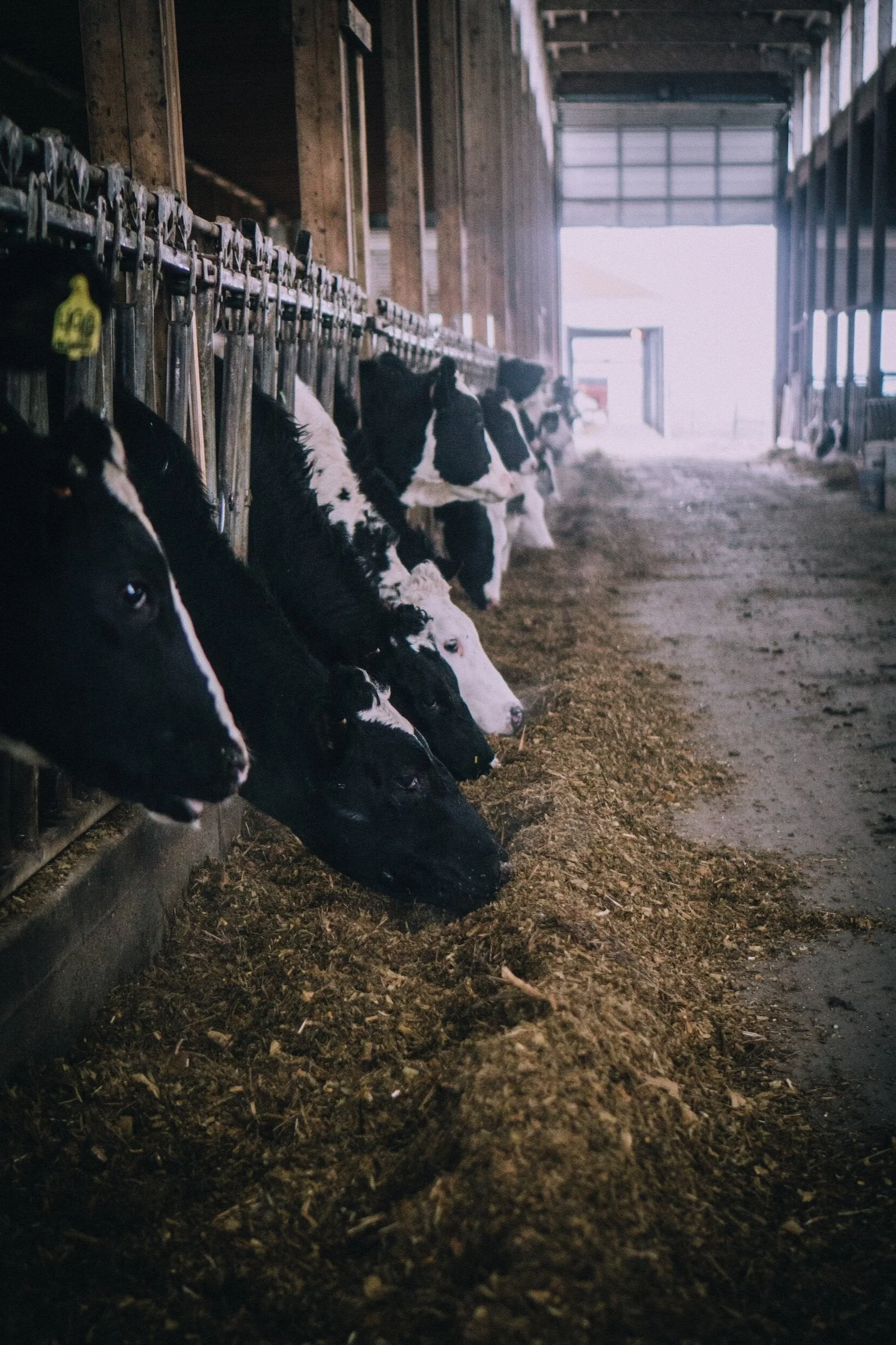 Inside a barn with black and white calves lined up along a feeding trough, looking towards the camera. The barn has open doors and windows, allowing natural light to illuminate the scene.
