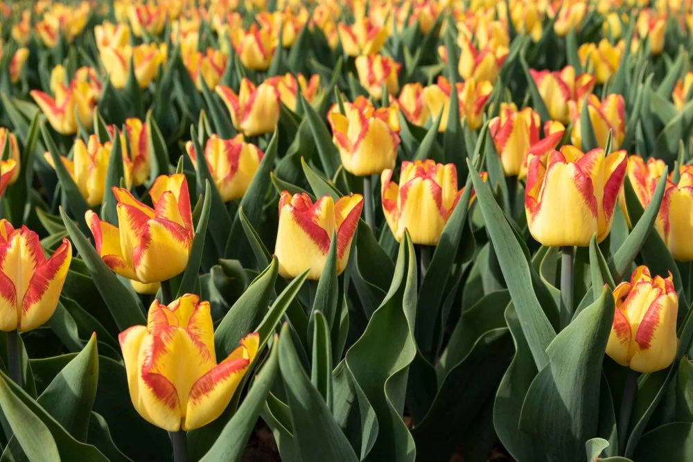 Iowa Land Auction Prices, April 13-19, 2024