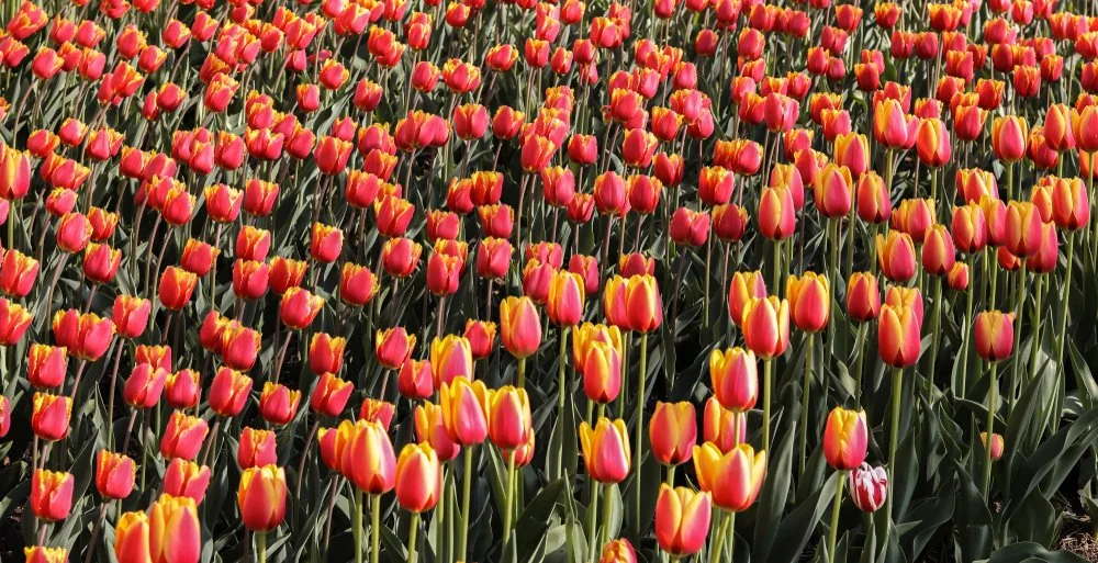Iowa Land Auction Prices, April 26-May 2, 2025