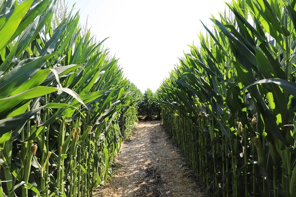 Iowa Land Auction Prices, August 17-23, 2024