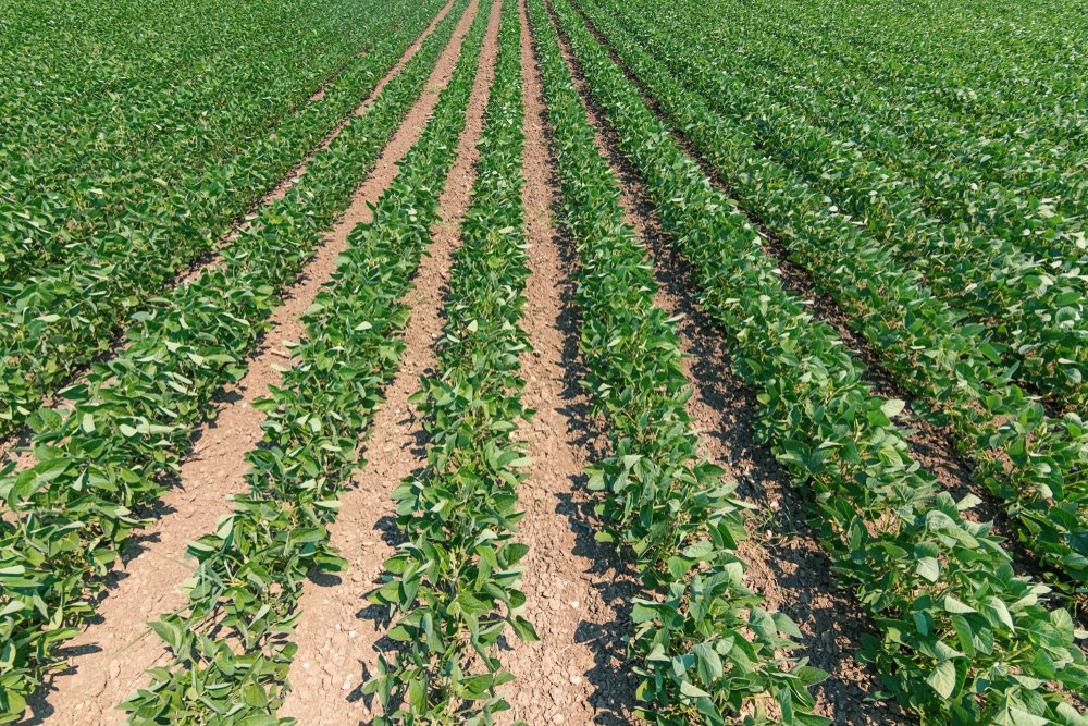 Iowa Land Auction Prices, August 24-30, 2024