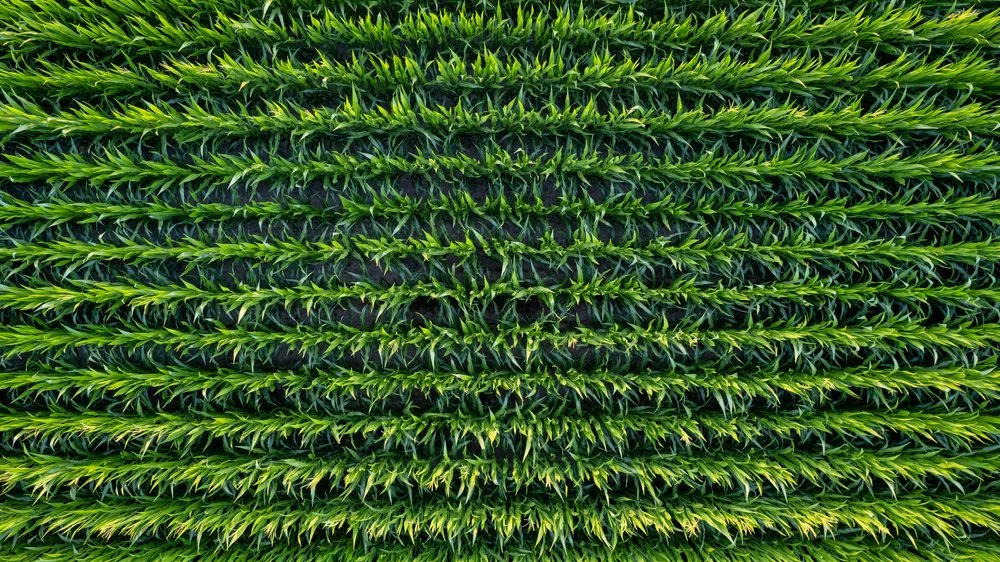 Iowa Land Auction Prices, 12-18, 2025