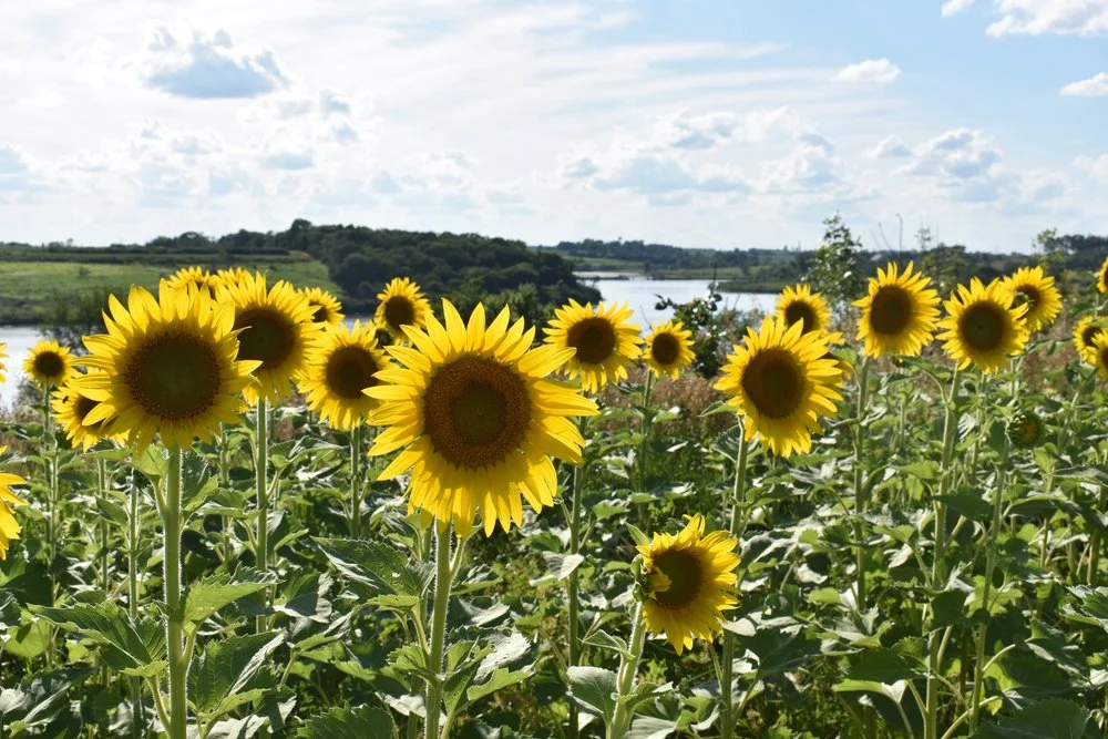 Iowa Land Auction Prices, July 13-19, 2024