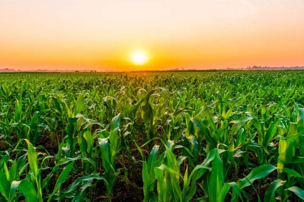 Iowa Land Auction Prices, July 26-August 1, 2025