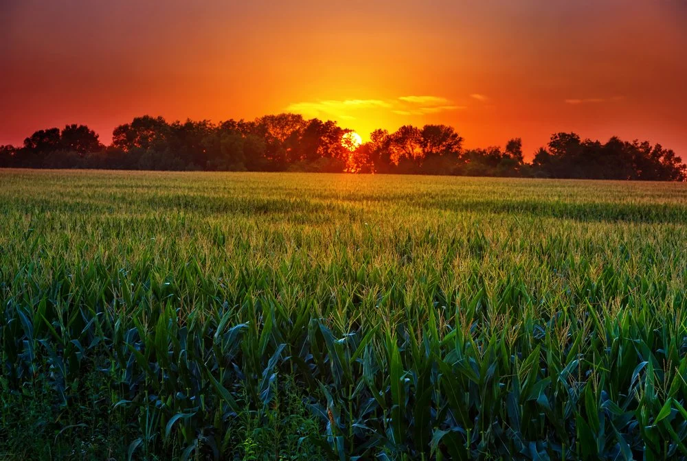 Iowa Land Auction Prices, July 6-12, 2024
