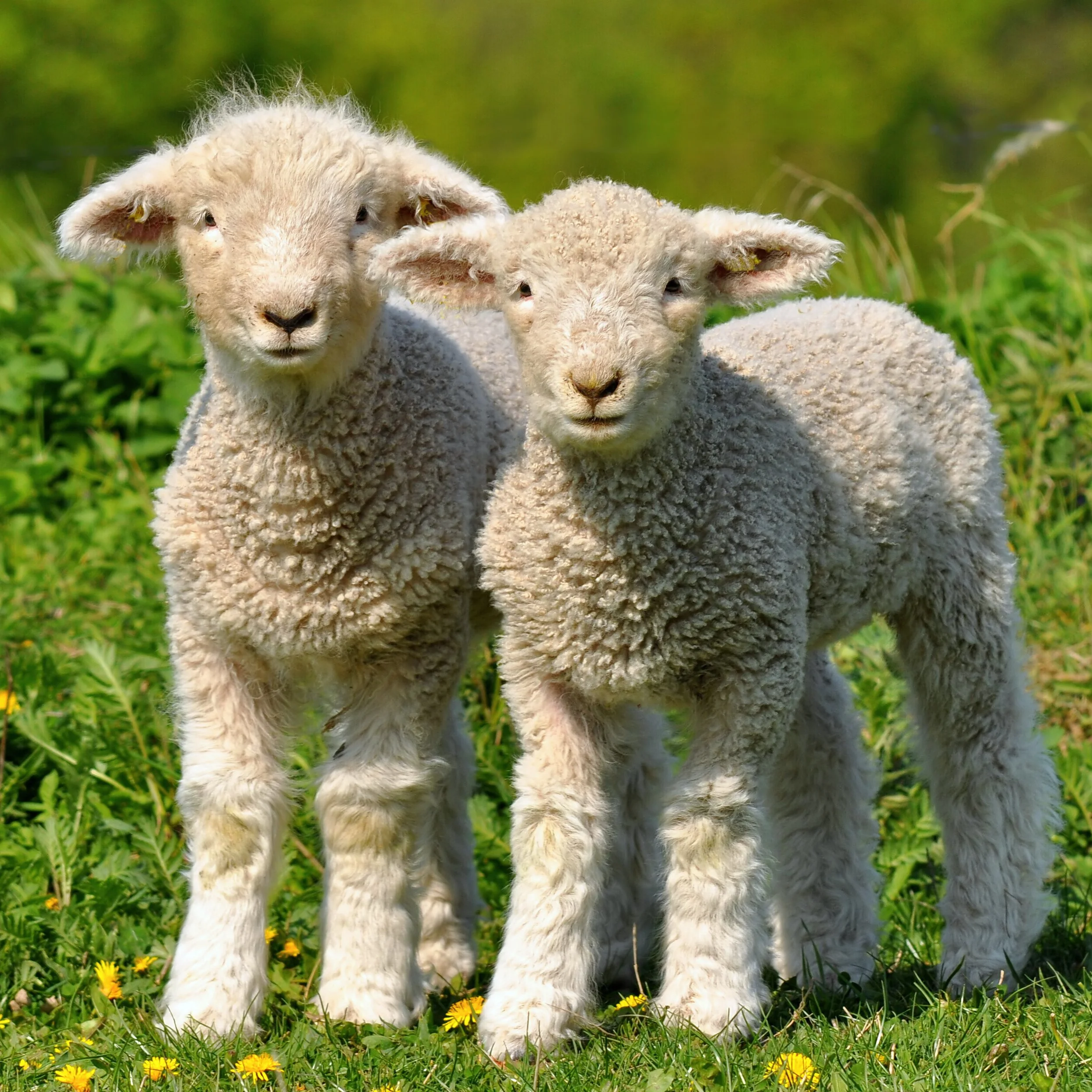 Iowa Land Auction Prices, March 23-29, 2024