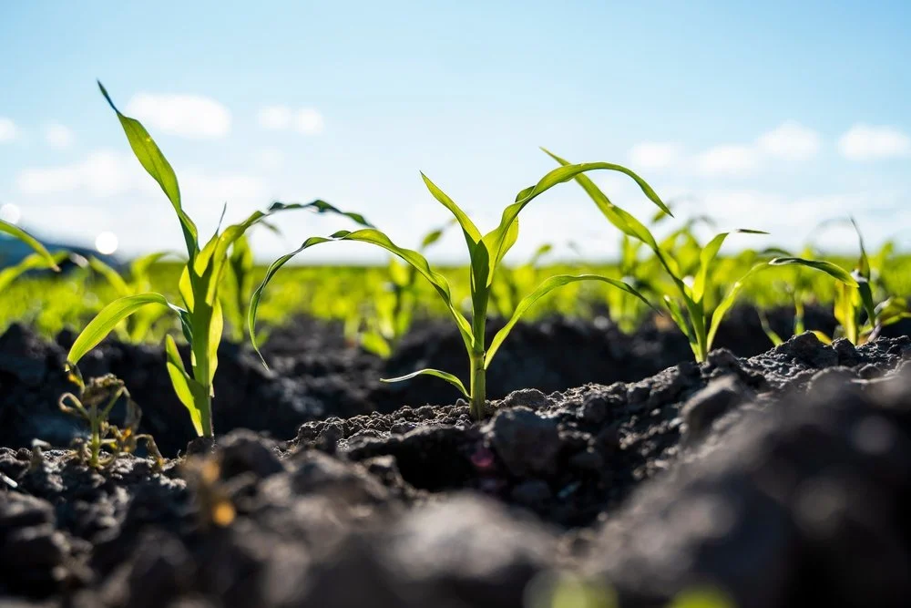 Iowa Land Auction Prices, May 24-30, 2025
