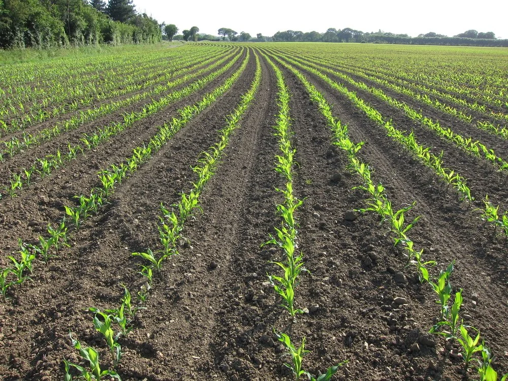 Iowa Land Auction Prices, May 3-9, 2025