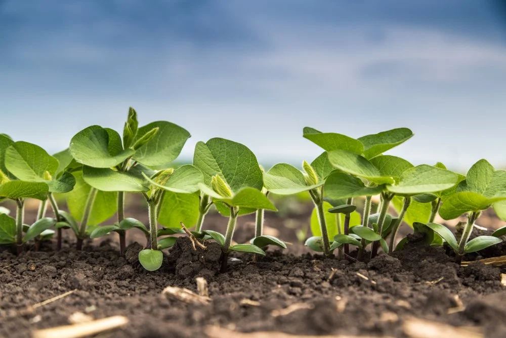 Iowa Land Auction Prices, May 31-June 6, 2025