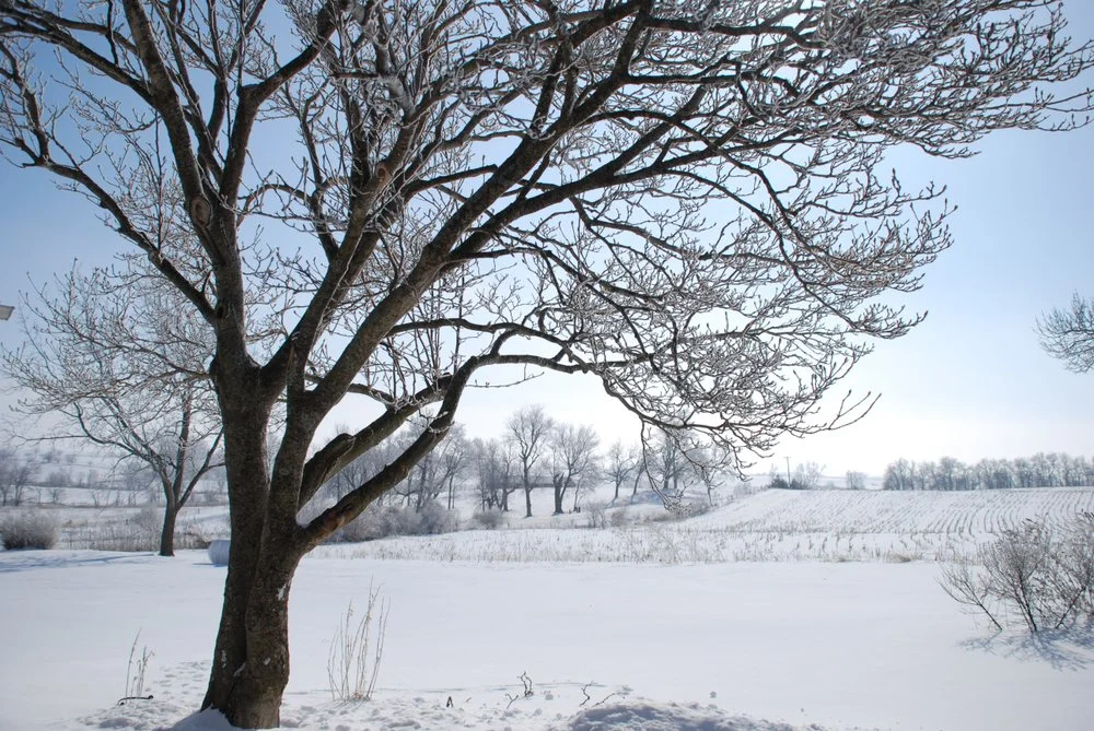 Iowa Land Auction Prices, November 22-28, 2025