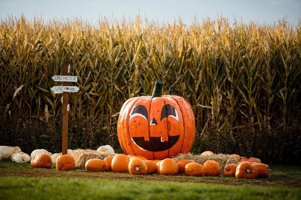 Iowa Land Auction Prices, October 12-18, 2024