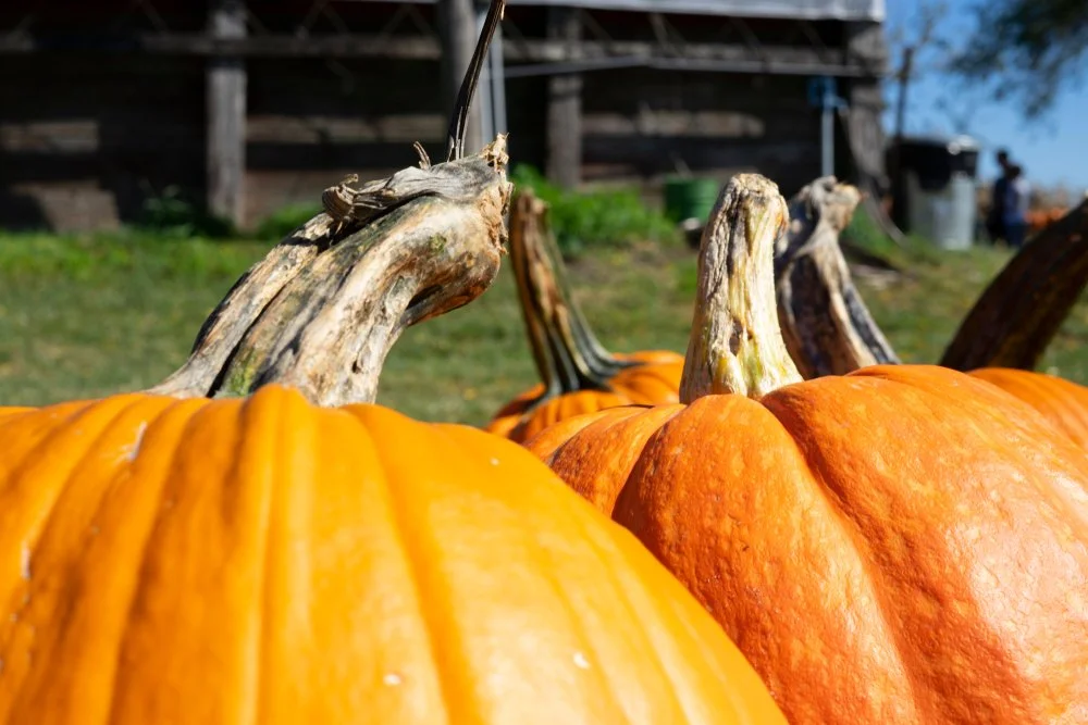 Iowa Land Auction Prices, October 26-November 1, 2024