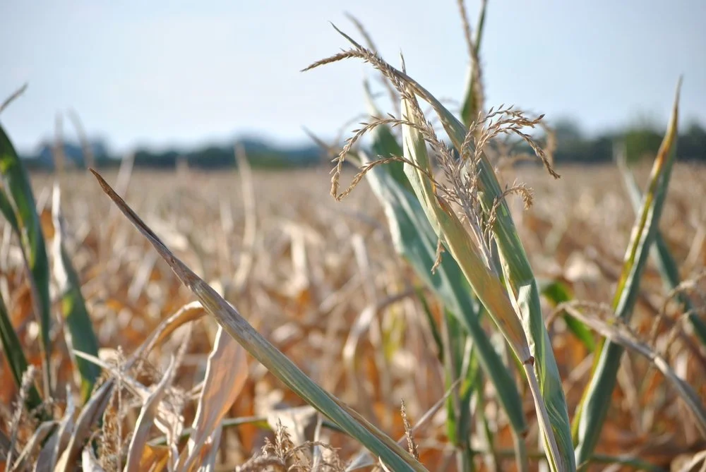 Iowa Land Auction Prices, September 7-13, 2024