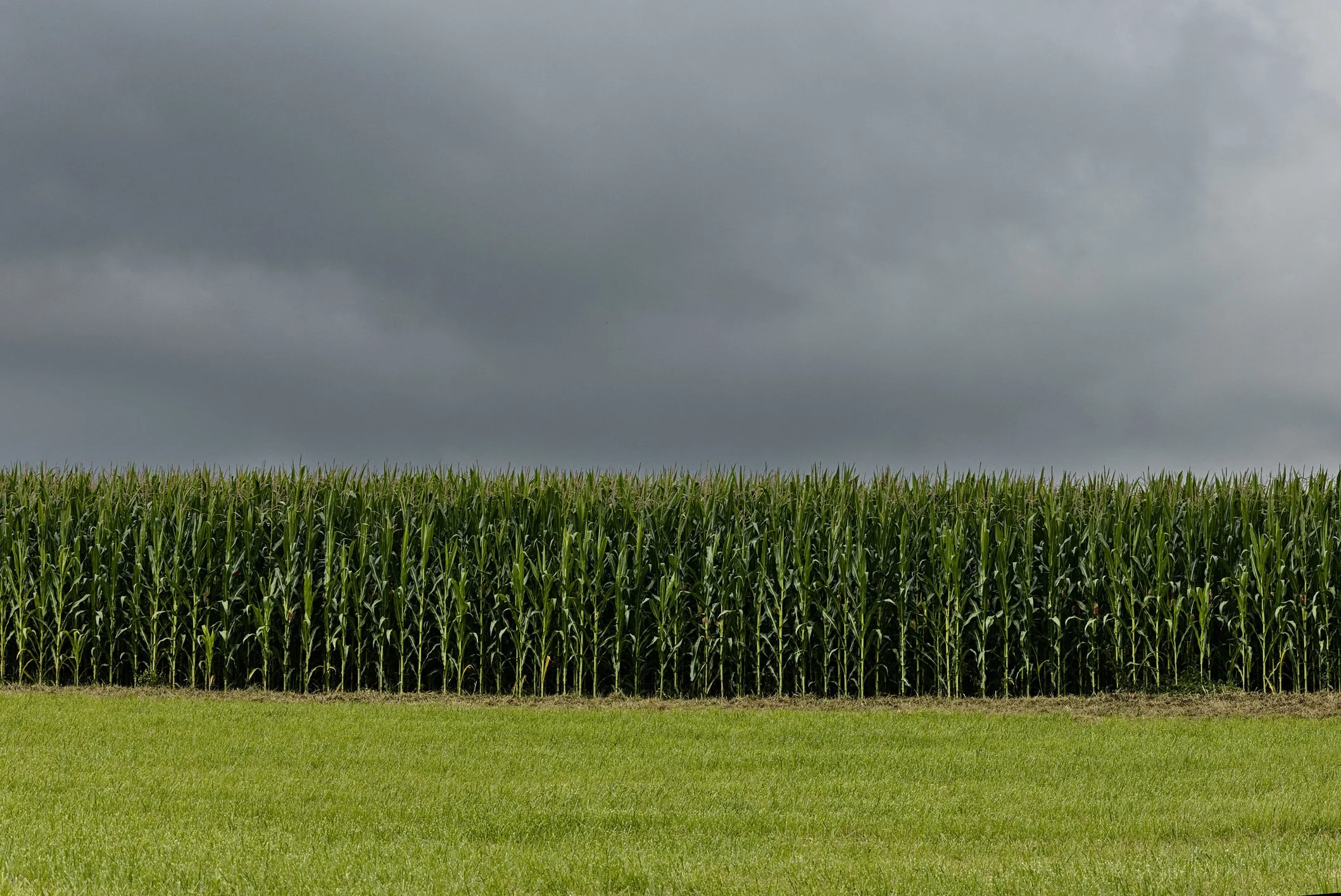Iowa Land Auction Prices, August 8-14, 2026