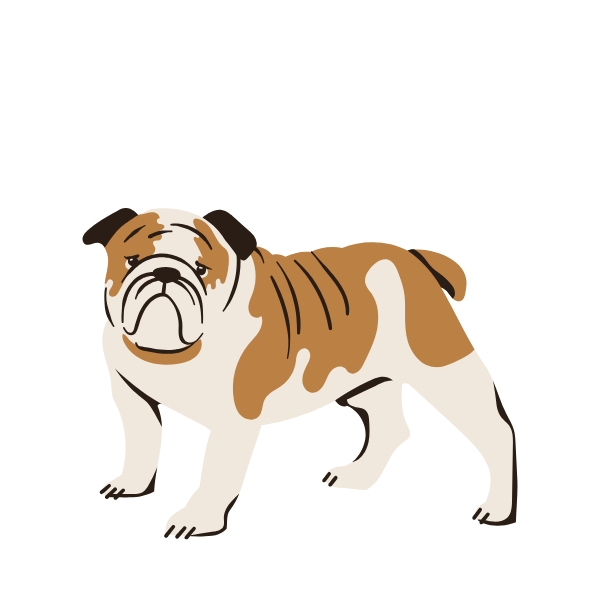 Illustration of an English Bulldog with brown and white fur