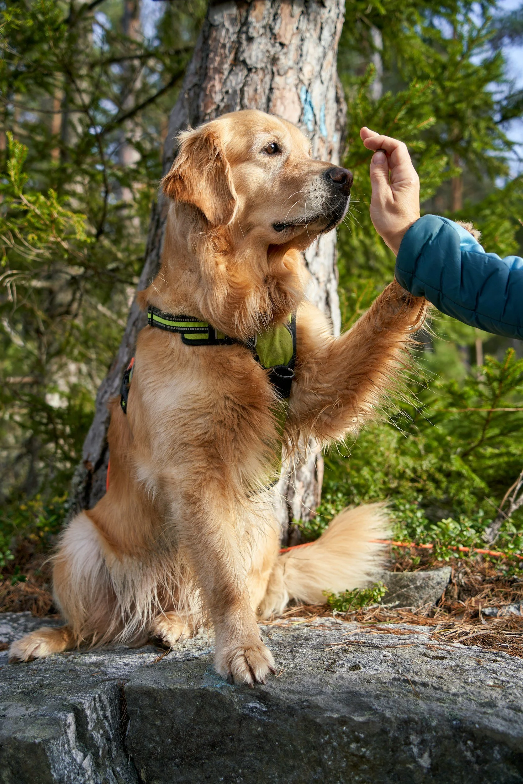 Golden retriever dog sitting outdoors on a rocky surface, with a person reaching out to gently touch its nose, surrounded by green trees and forest.