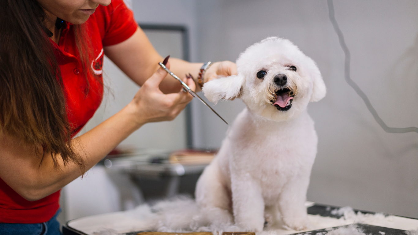 Can You Actually Afford to Hire? How Pet Business Owners Should Use Their Numbers to Decide