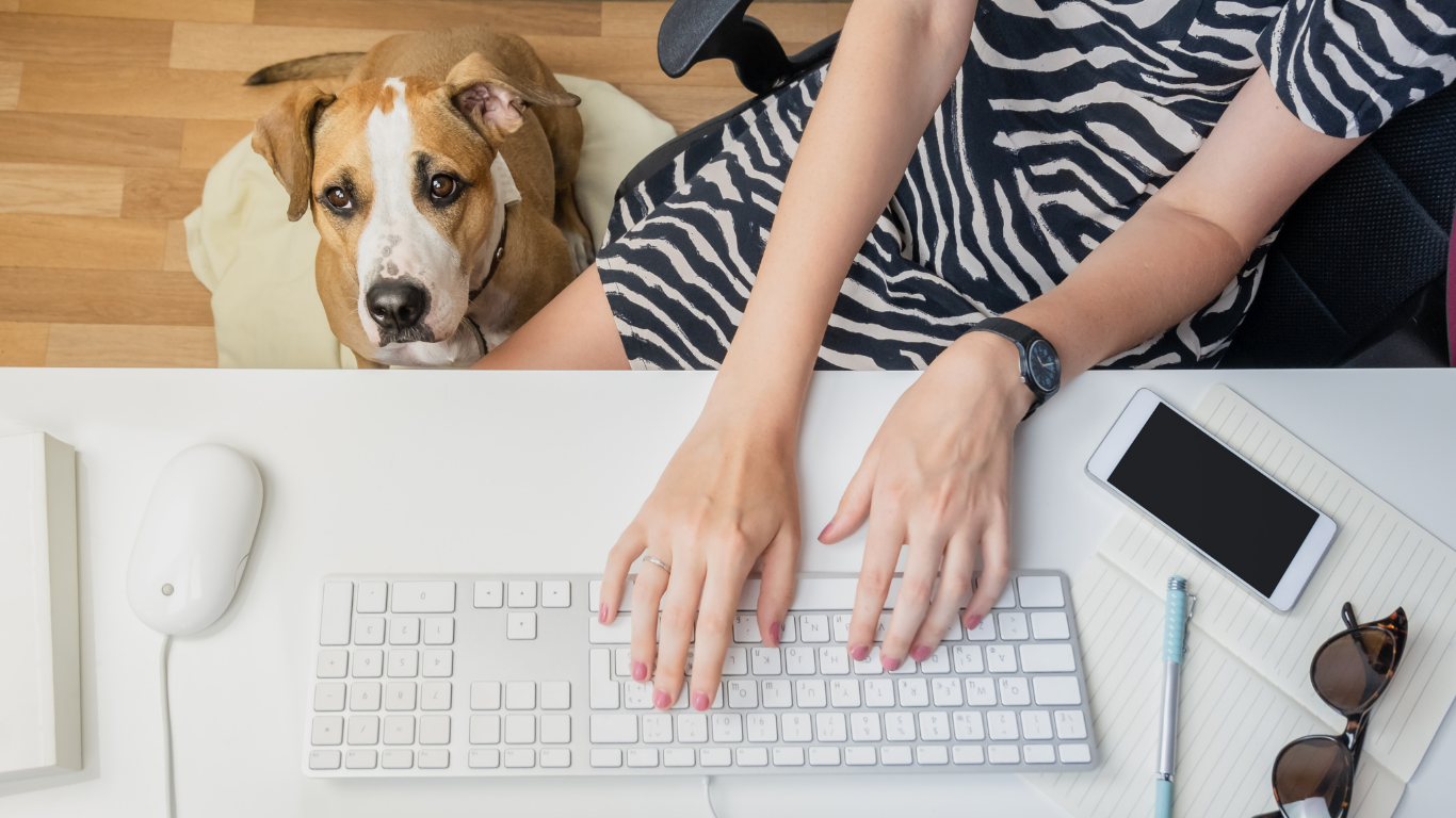 How to Build a Cash Buffer in Your Pet Business, Even When Margins Feel This