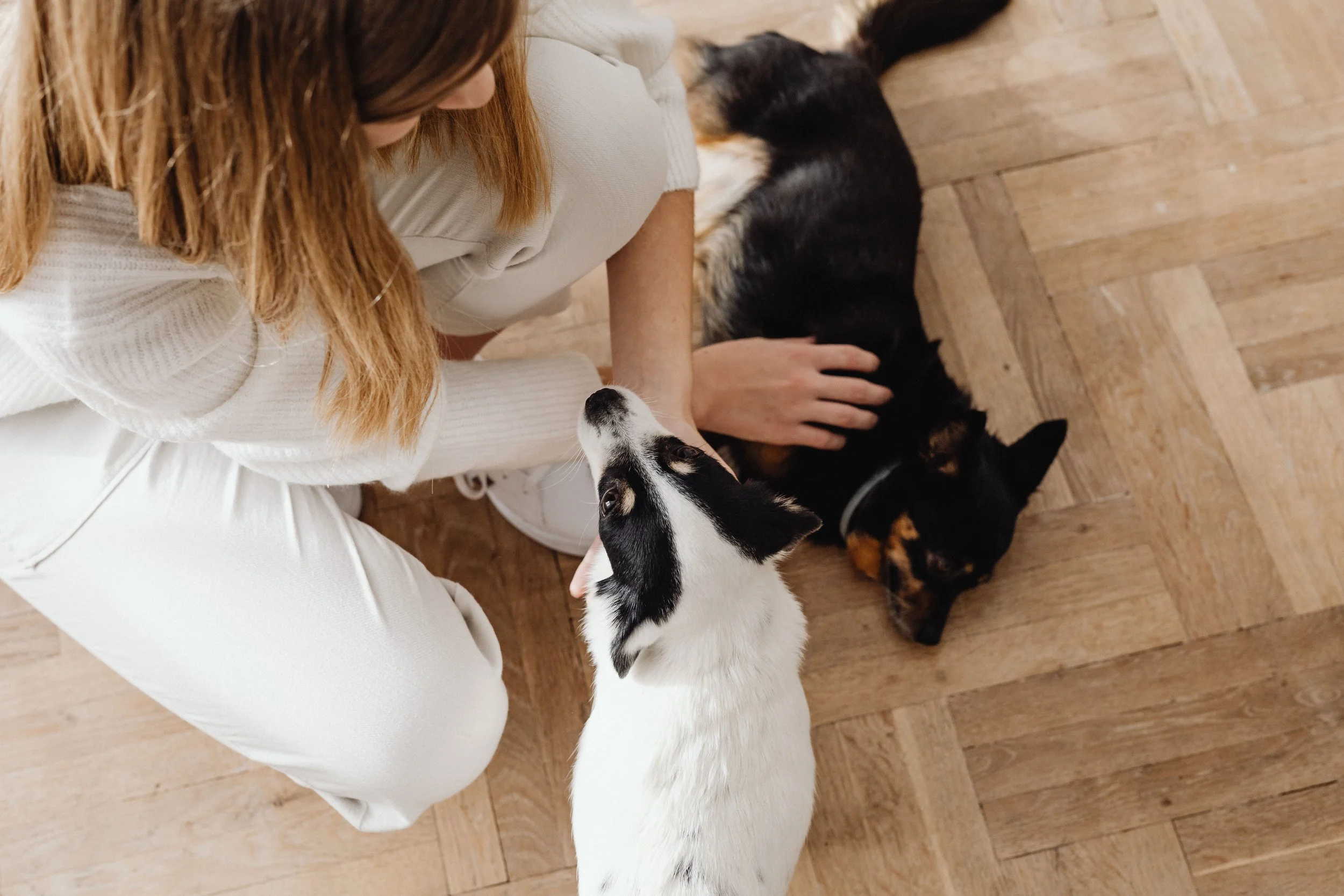 Why Your Pet Business Shows a Profit, But Your Bank Account Still Feels Tight