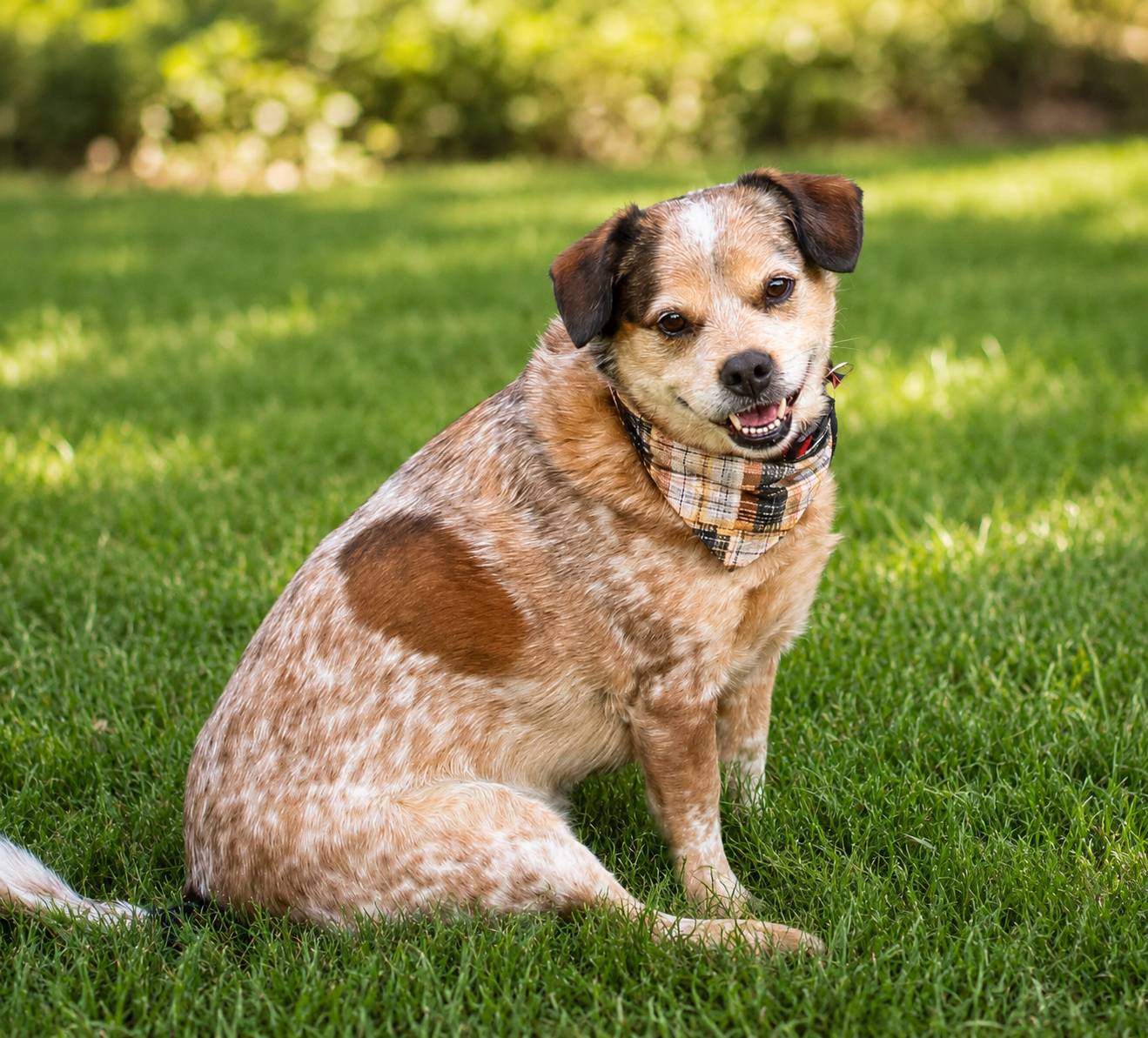 A smiling dog with a plaid bandana sitting on green grass in a sunny outdoor setting.