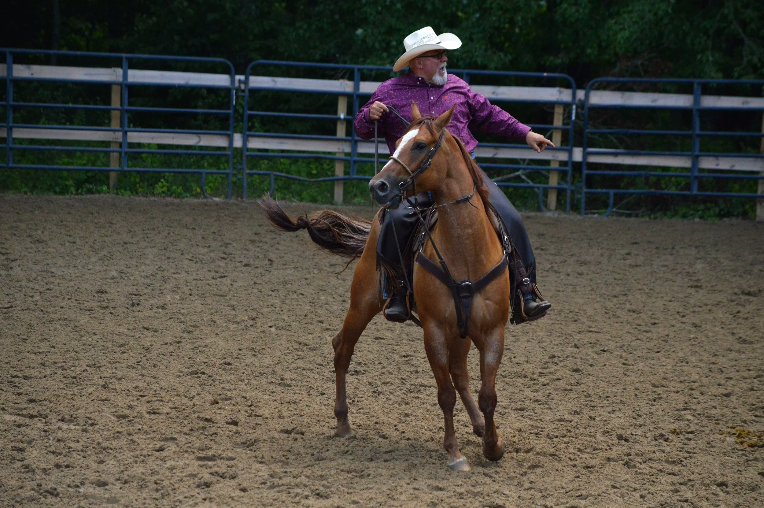 Cattle Penning
