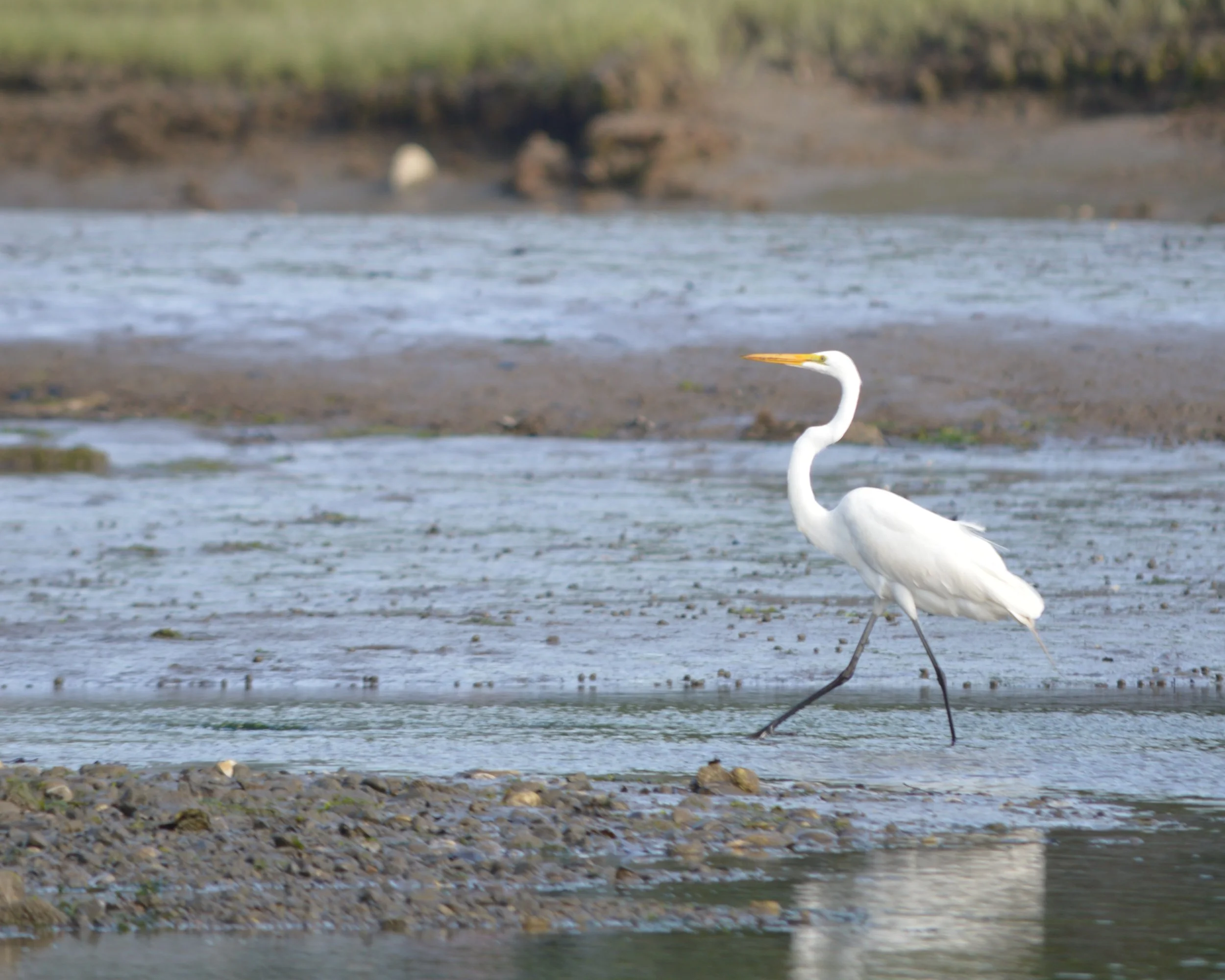 A white egret standing in a shallow river or wetland with a beak pointing slightly upward and one leg raised.