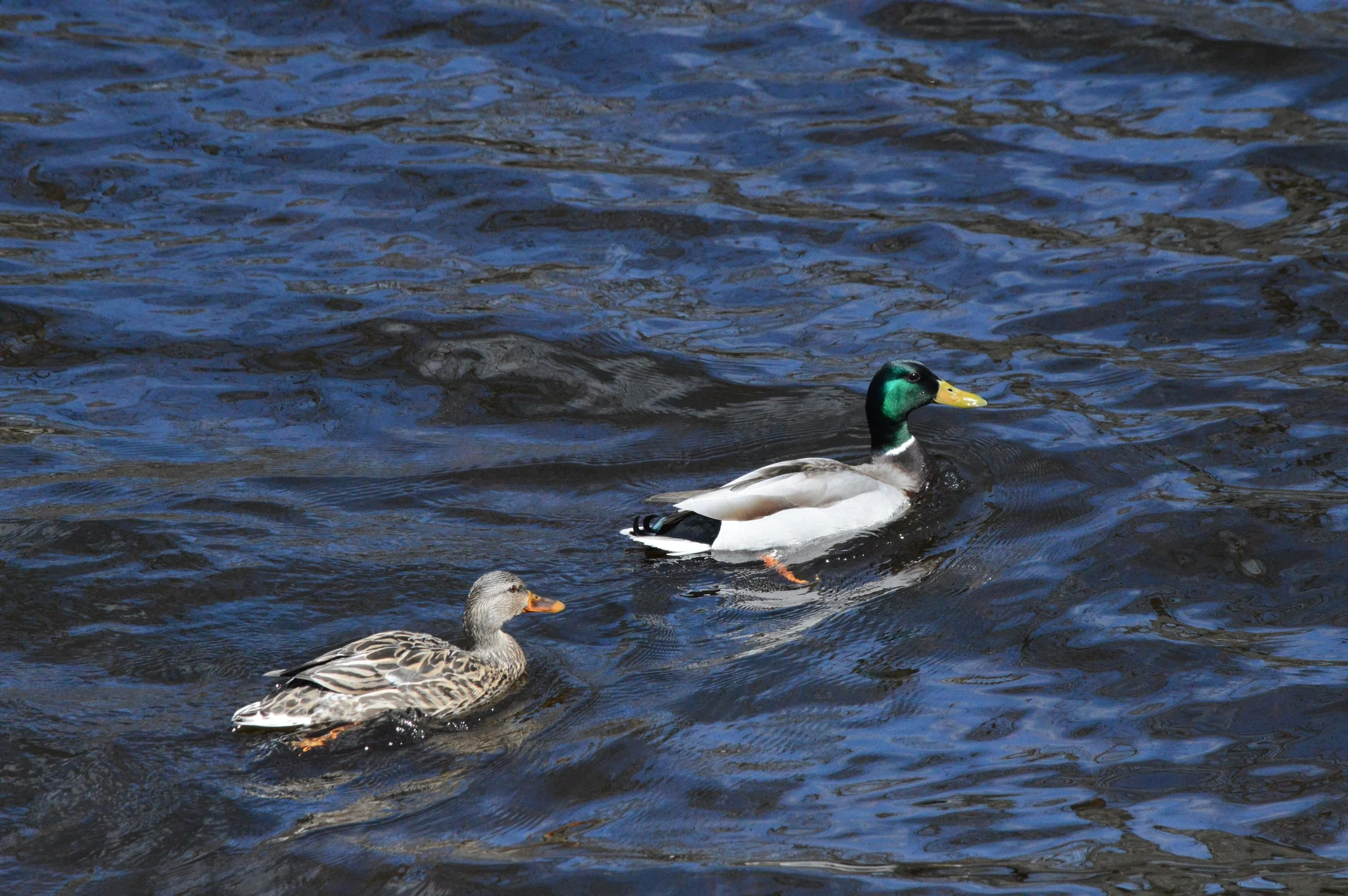 DSC_0701.JPG