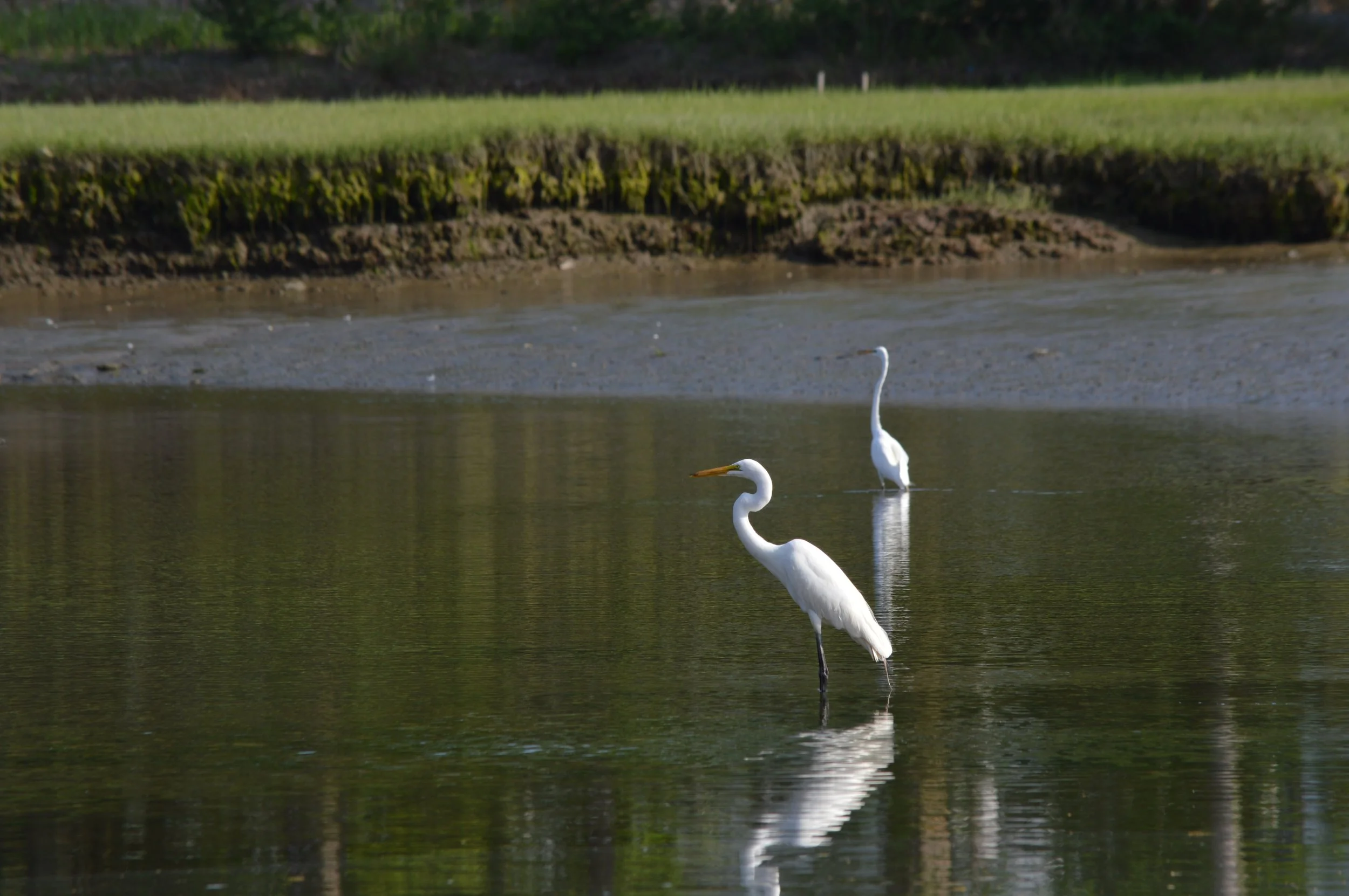 DSC_0904.JPG