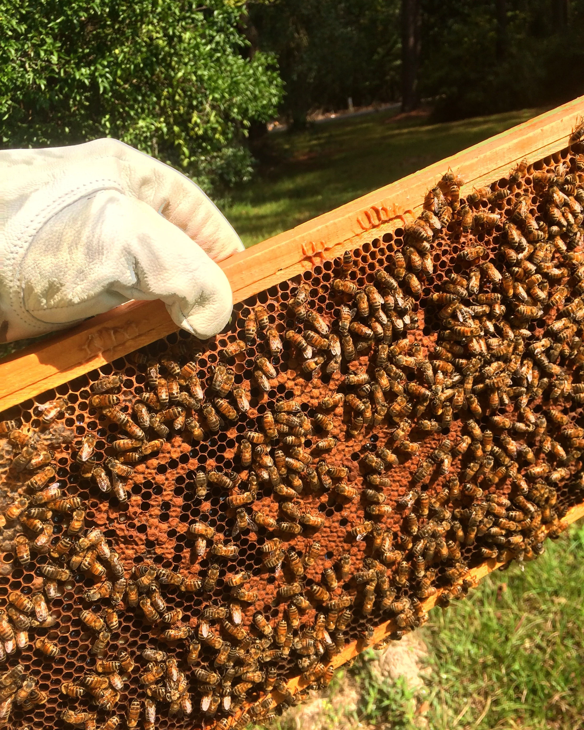 We mean bees-nes!