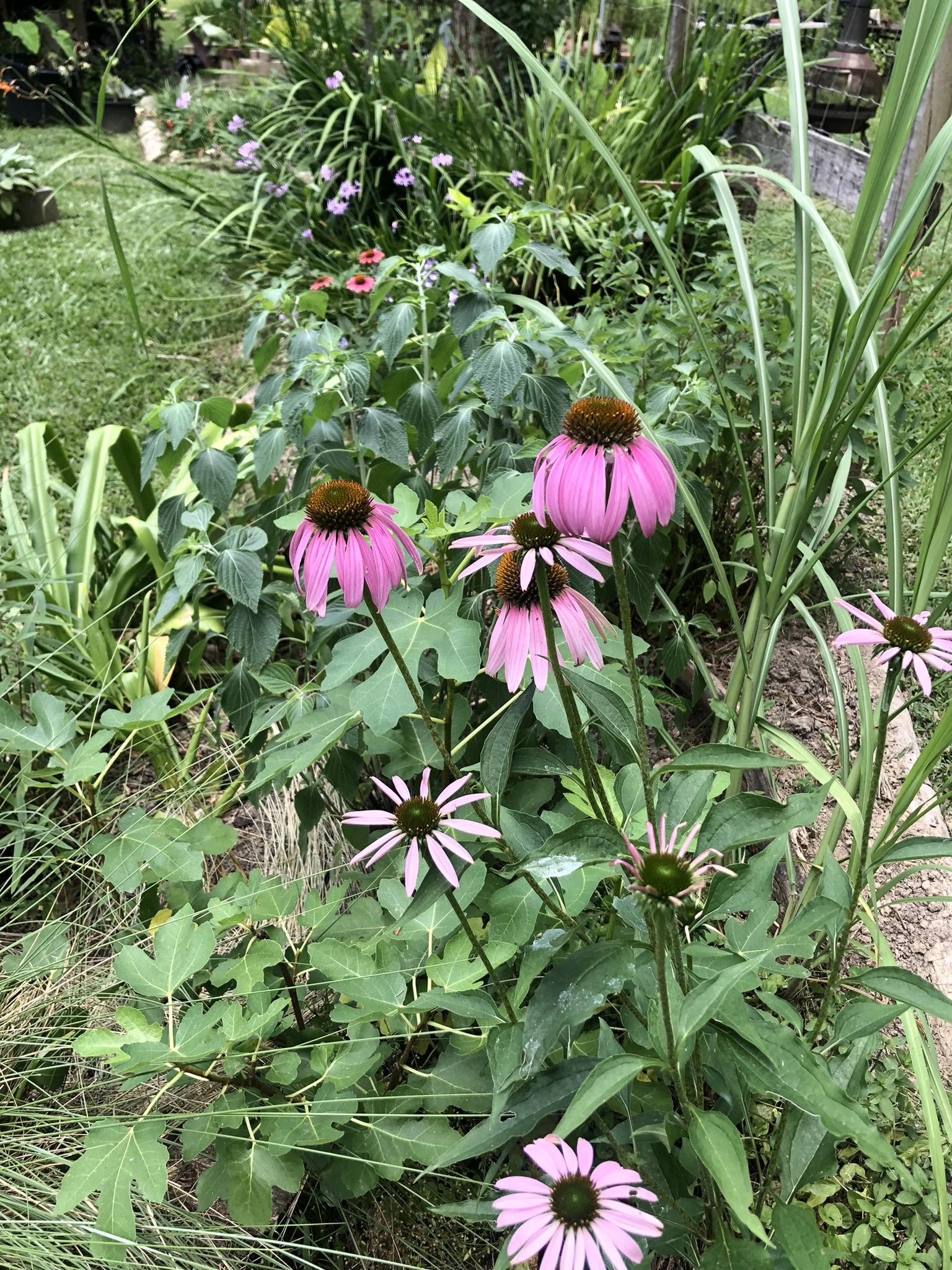 IMG_7978.JPEG
