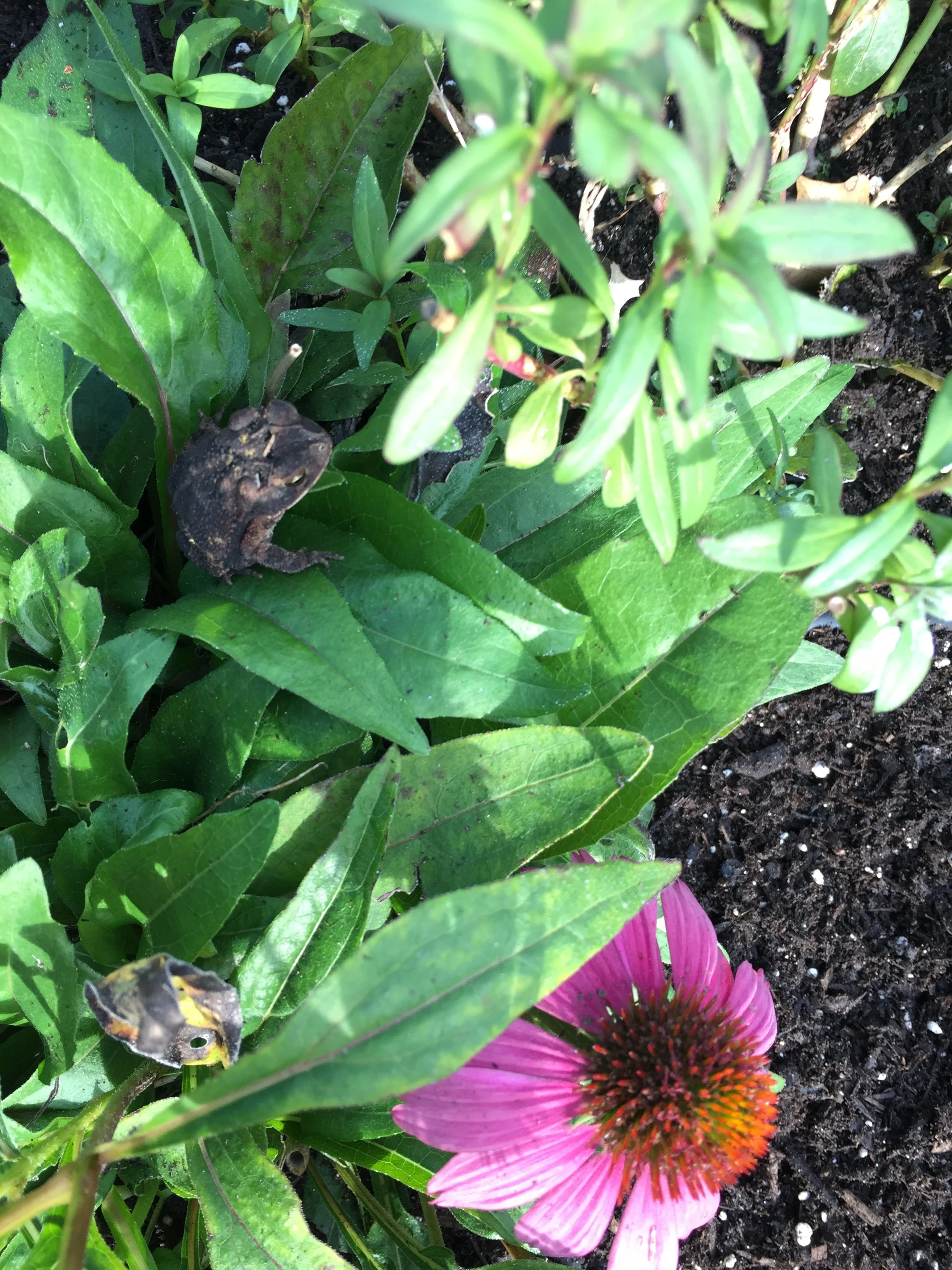 IMG_4058.JPEG
