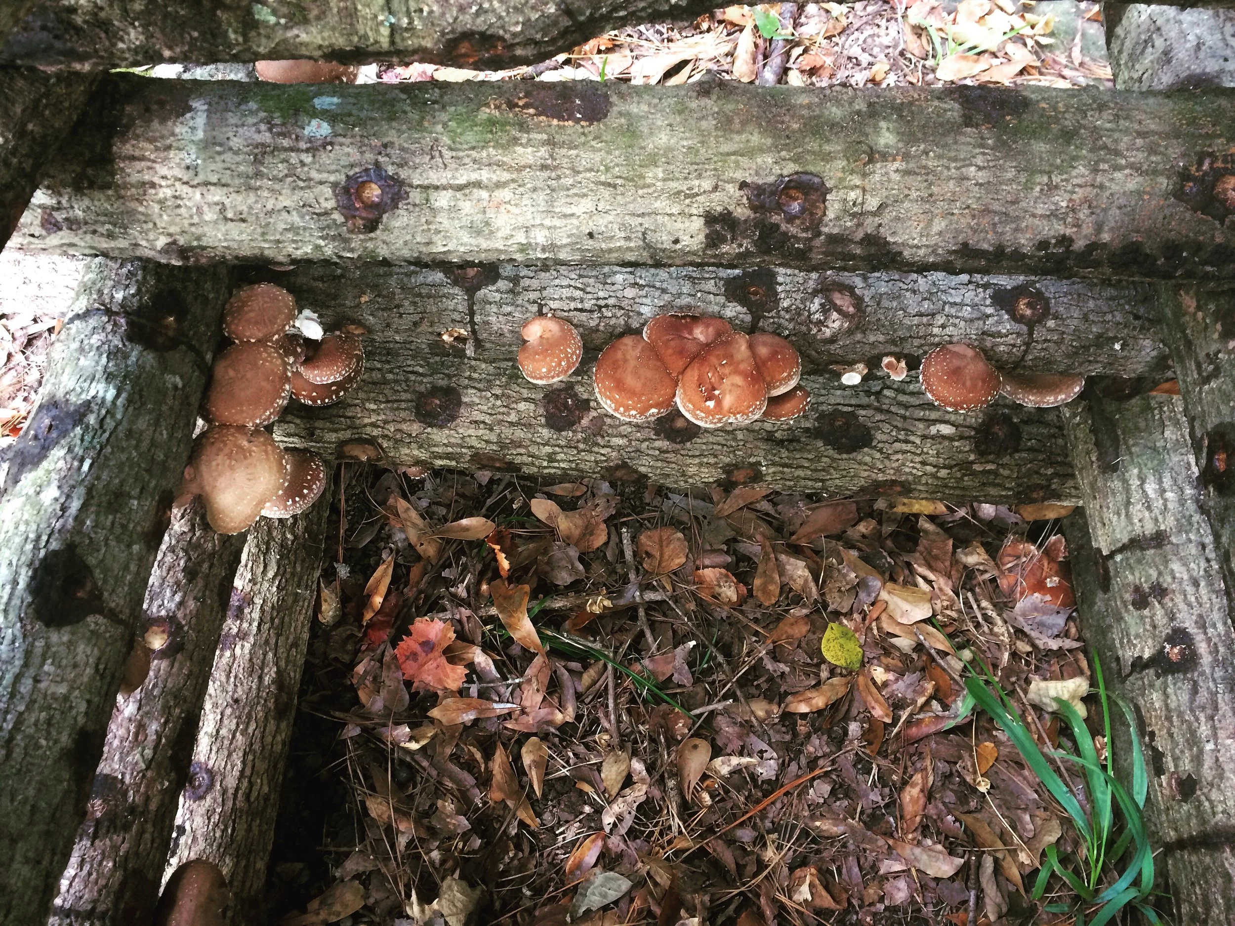 Shiitake Mushroom Logs 