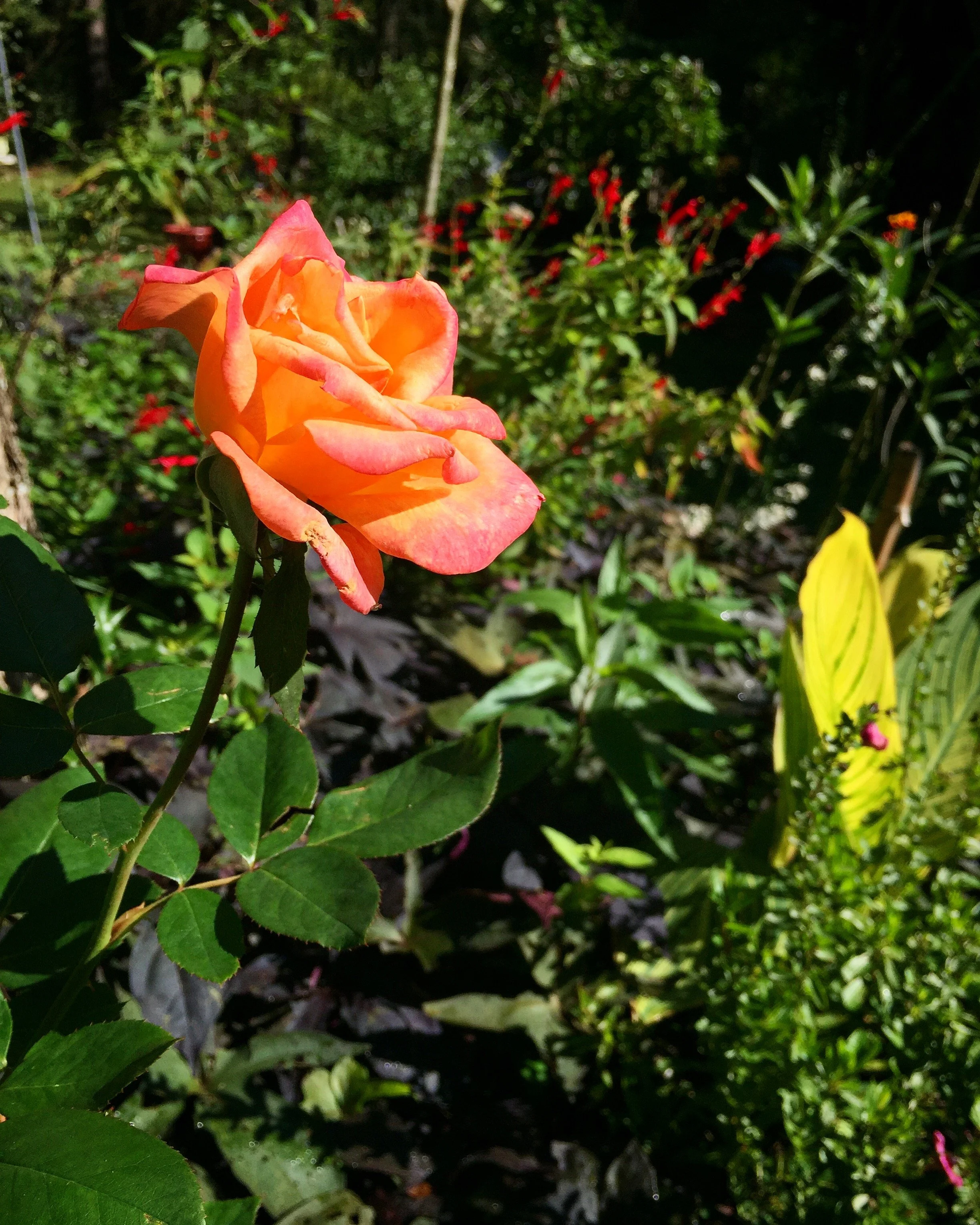 C831BEA1-DAF5-4917-9AB0-AEA91A6374E7.JPEG