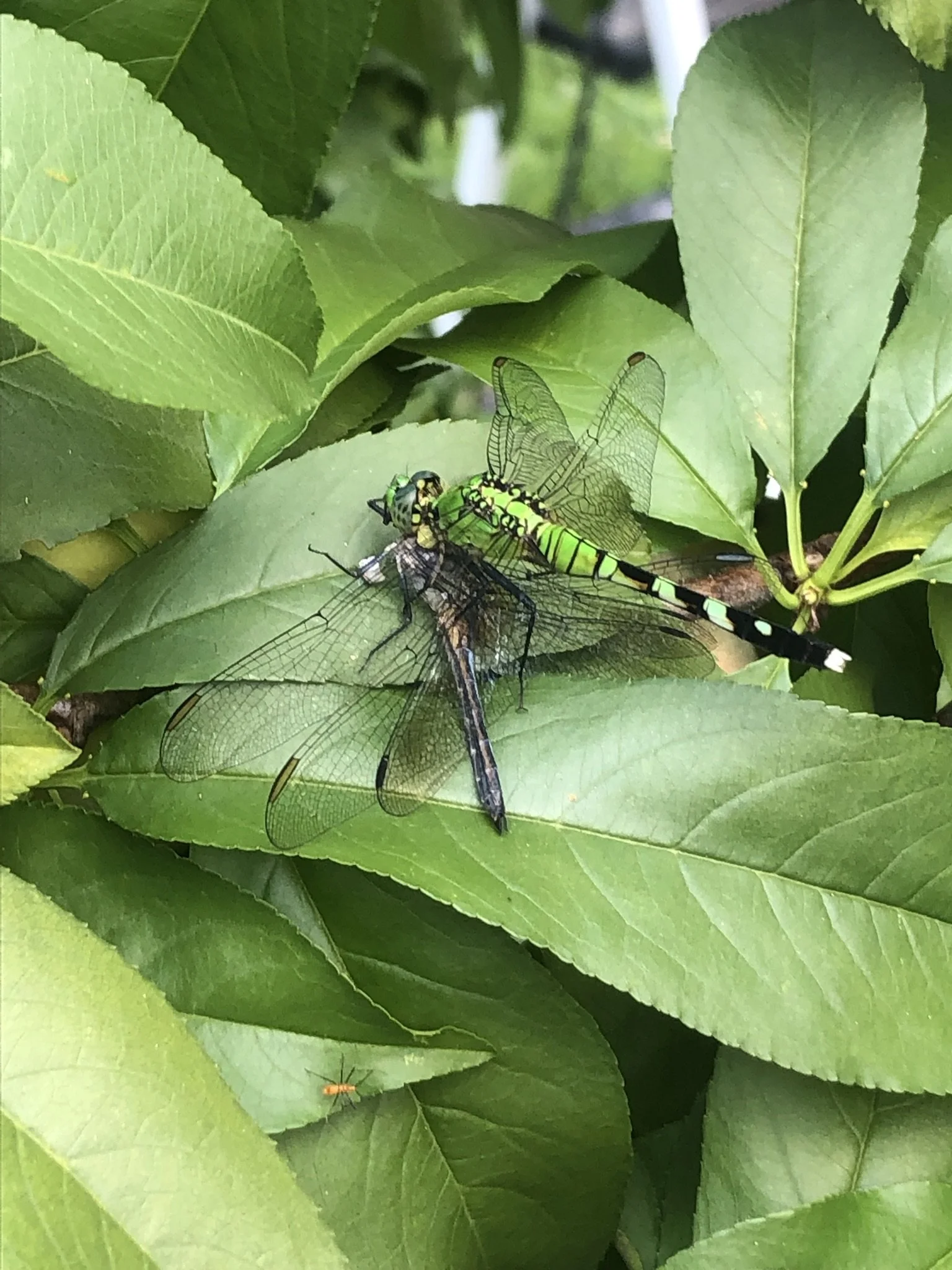 IMG_6103.JPEG