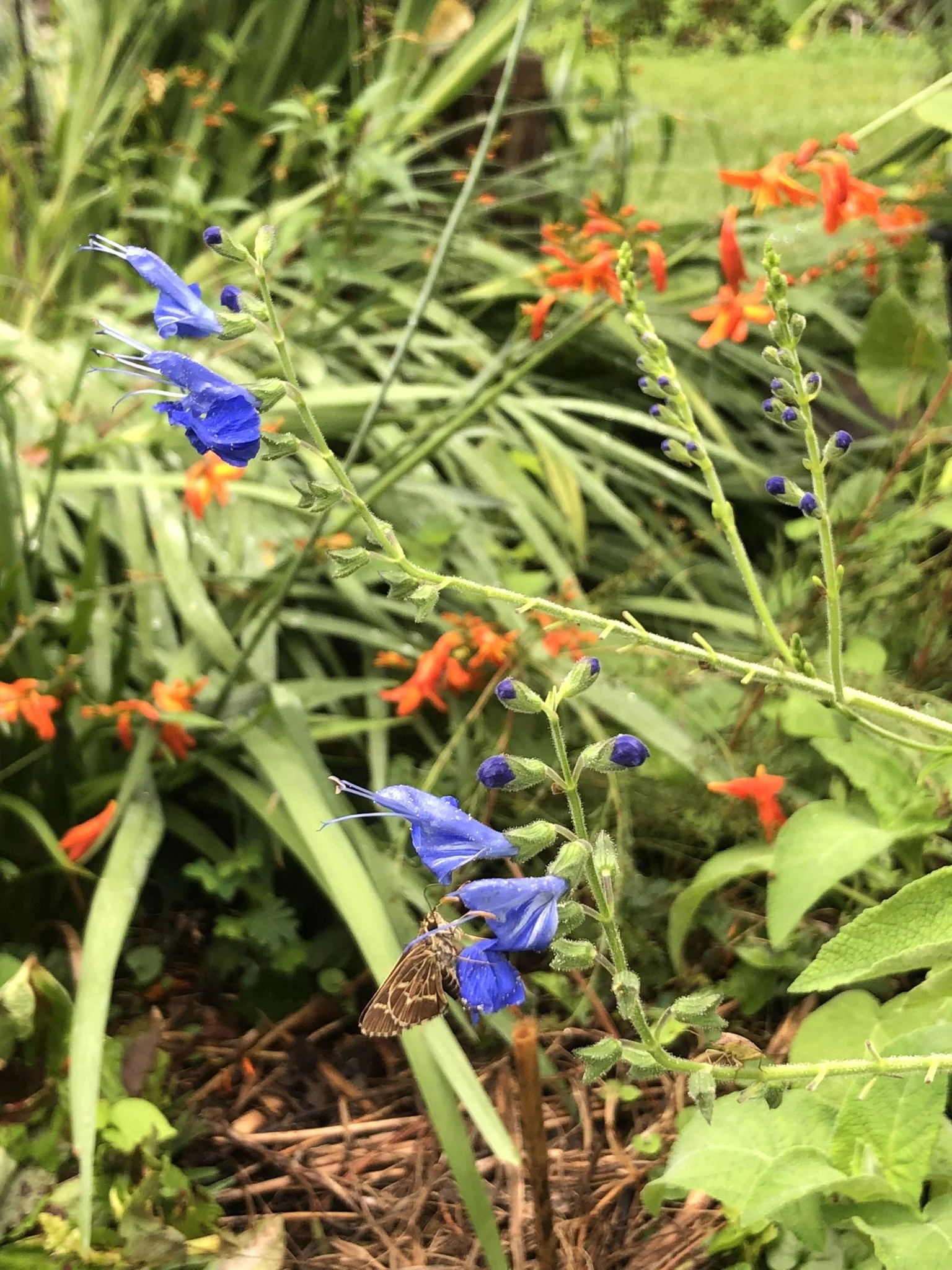 IMG_6474.JPEG