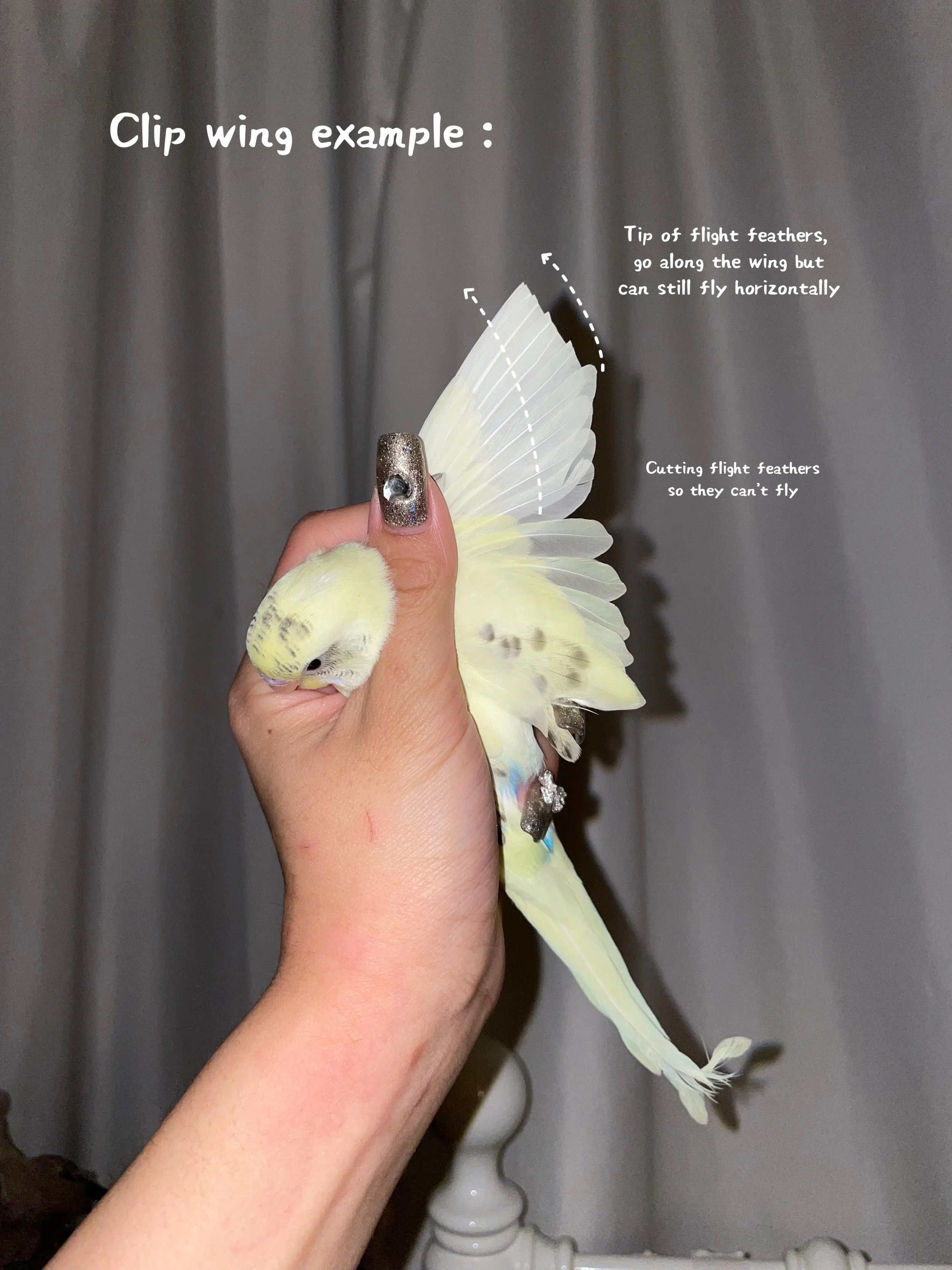 Exotic Animal Spa Day (Birds)