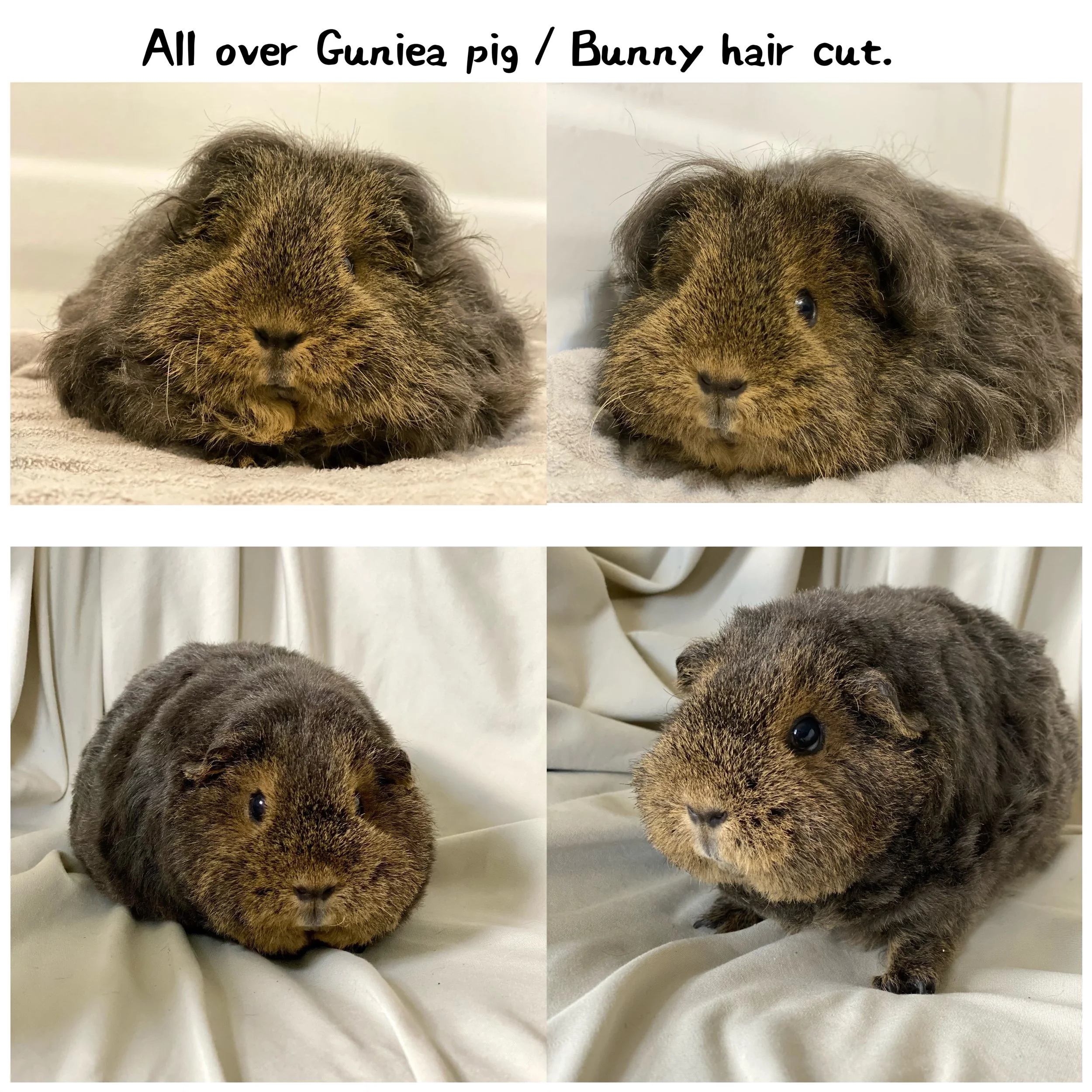 Exotic Animal Spa Day (Small Mammals)