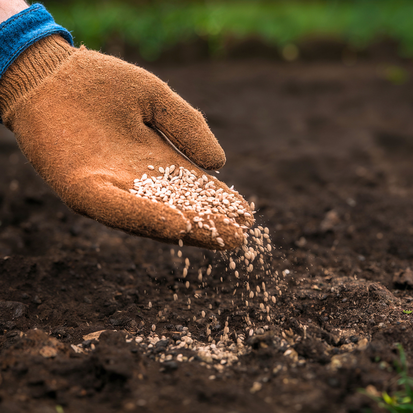 Professional fertilization and weed control service for lawns in Lake Mary Florida