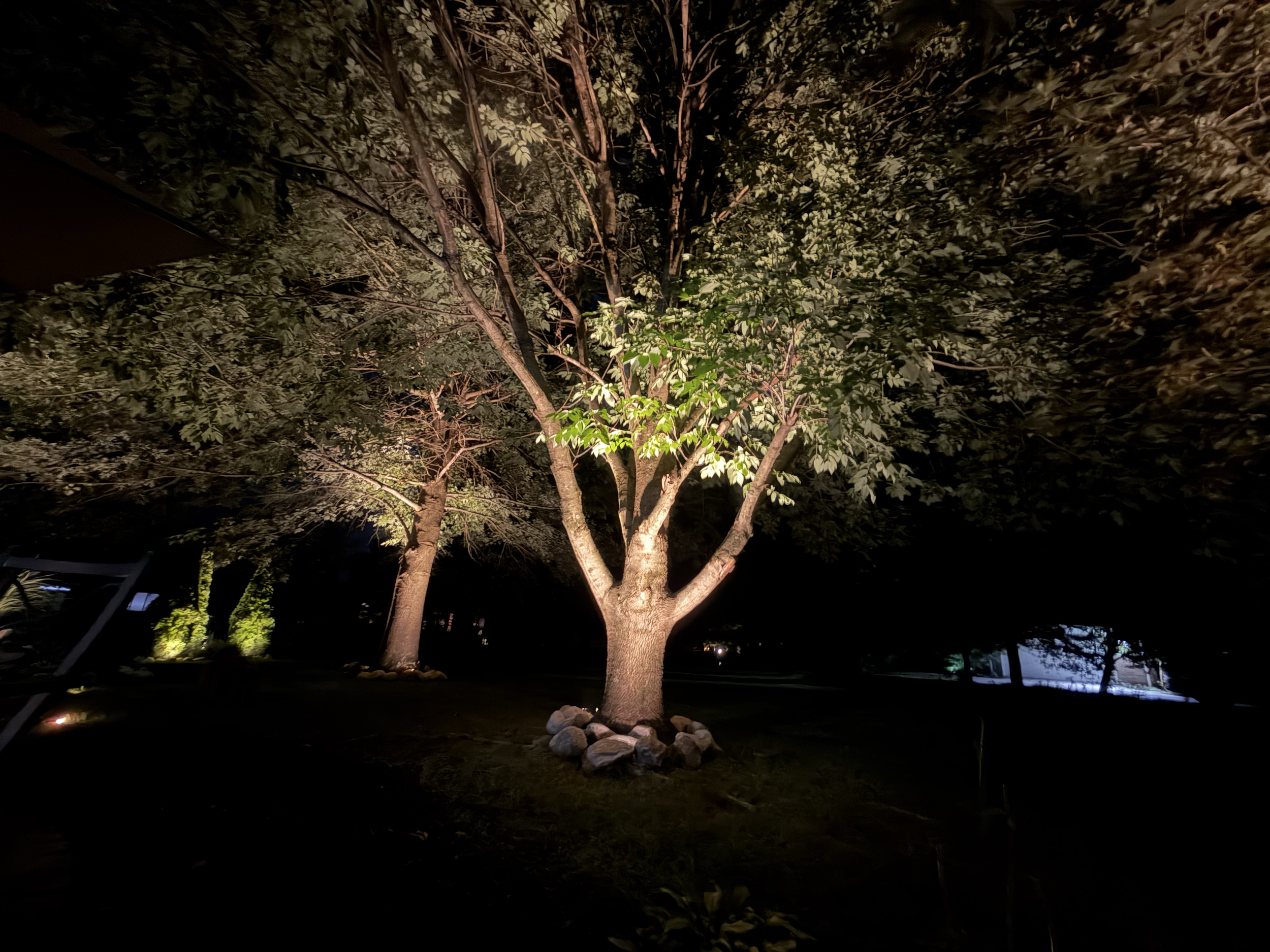 Double 2700k on this ash tree to make it standout.  Utilizing the correct lenses makes this effect look flawless.  