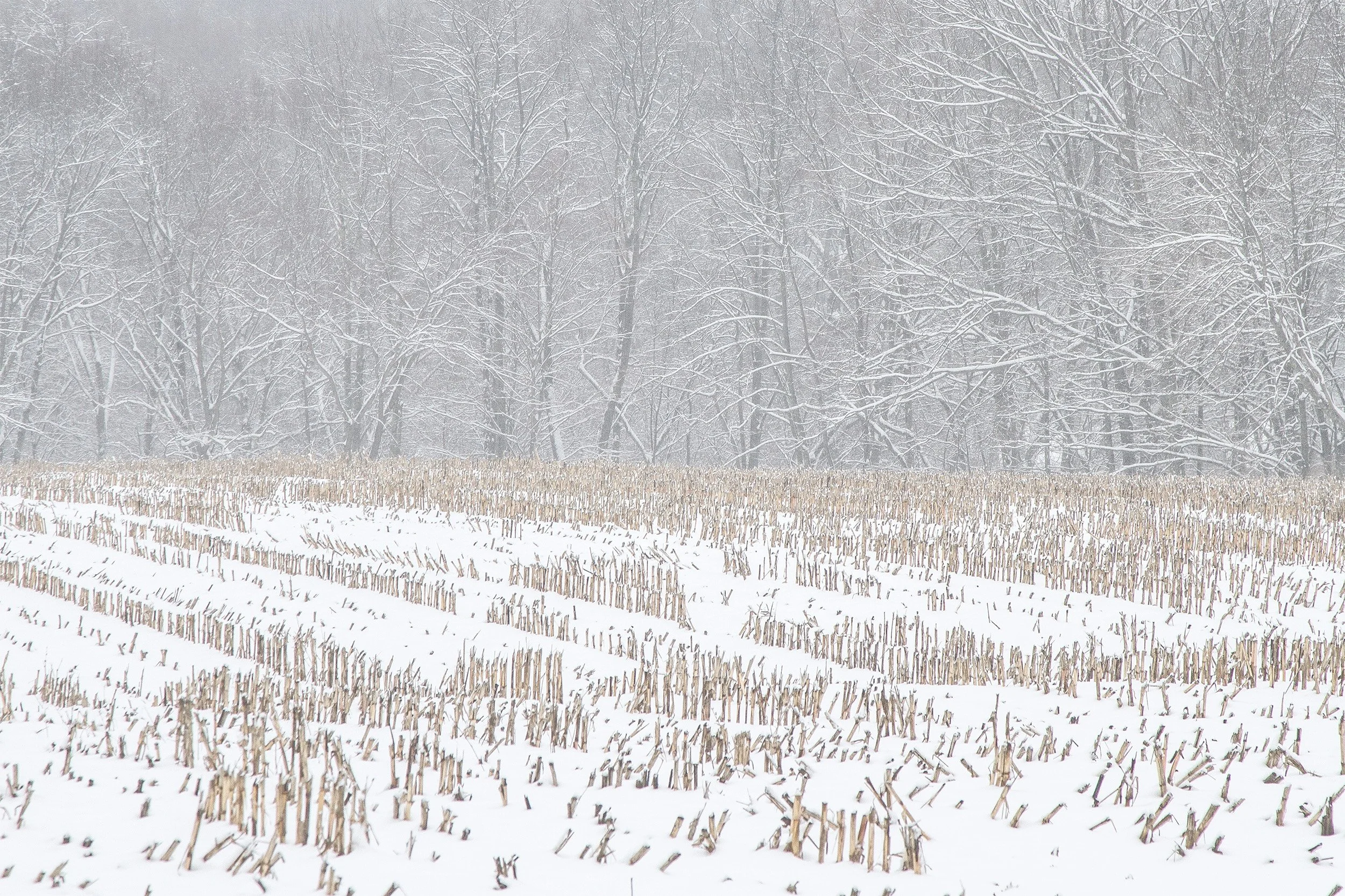 Corn Field_0274.jpg