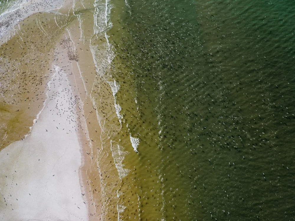 Florida I 2019.jpg