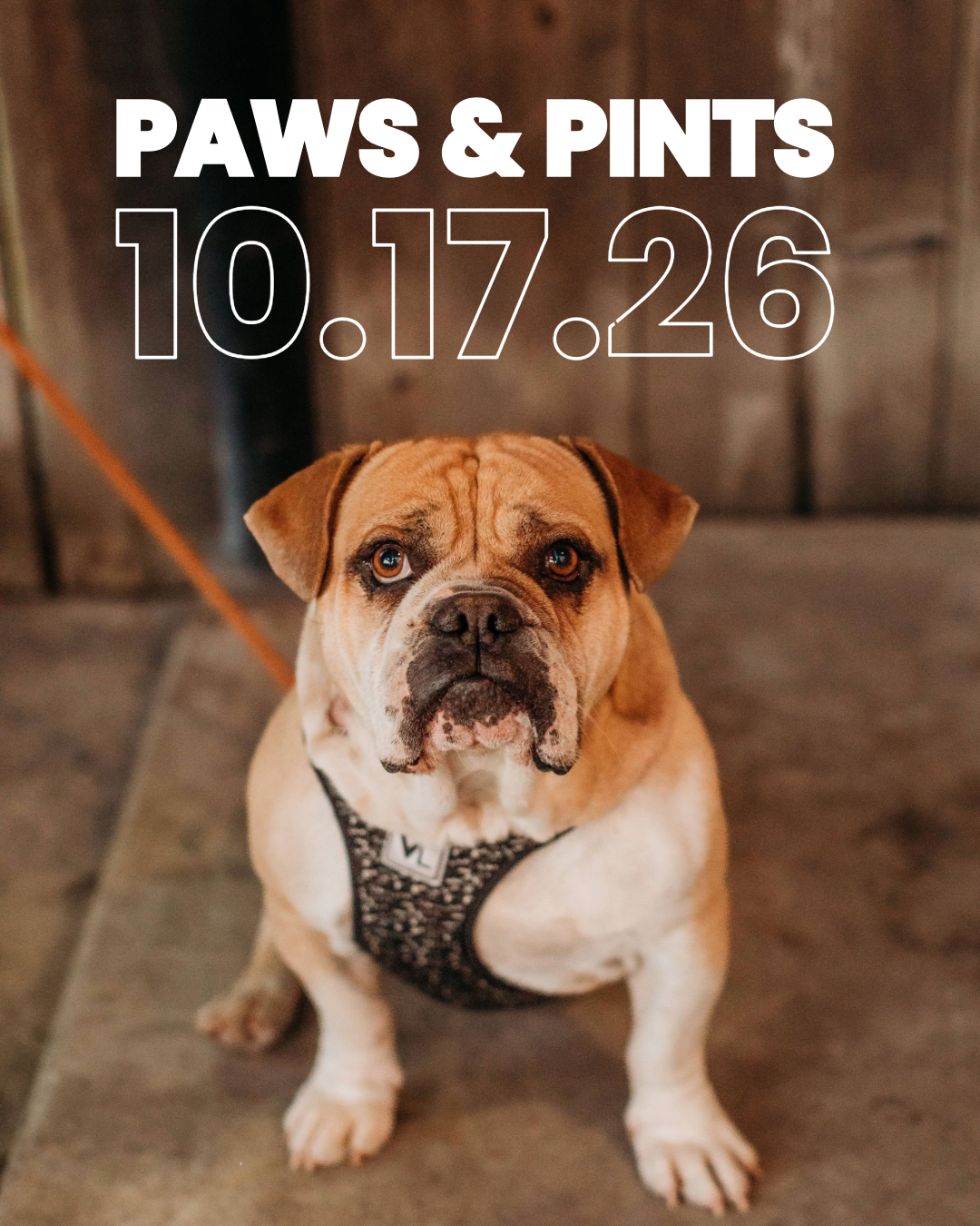 Paws &amp; Pints 