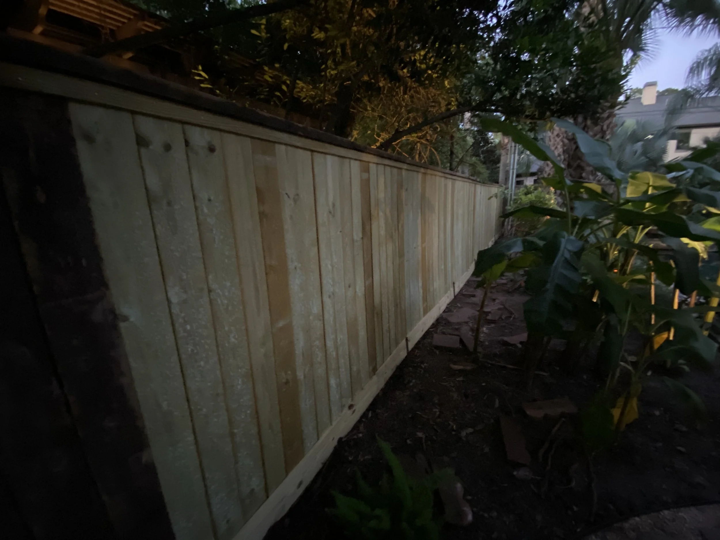 Photo of a new wooden fence in a backyard at dusk, with trees and plants in the background.