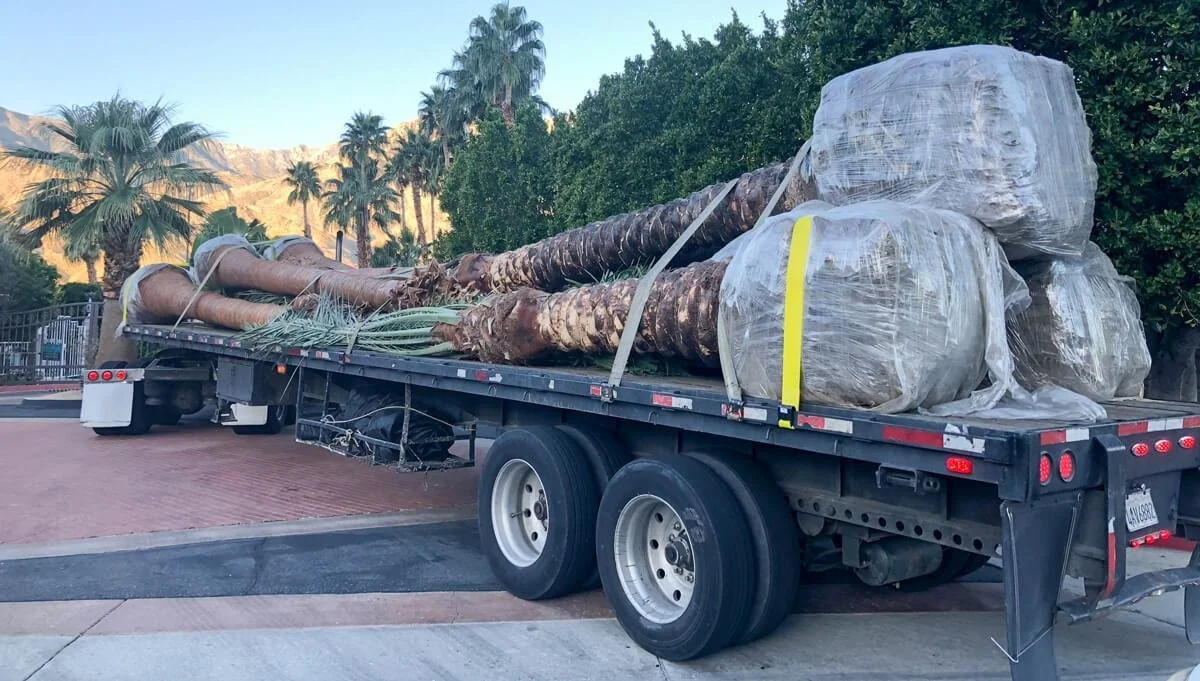 tree tarp.jpg