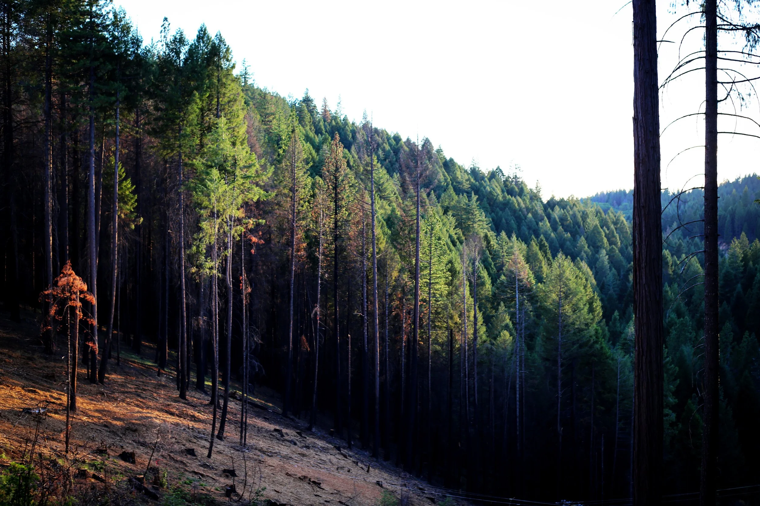 the trees